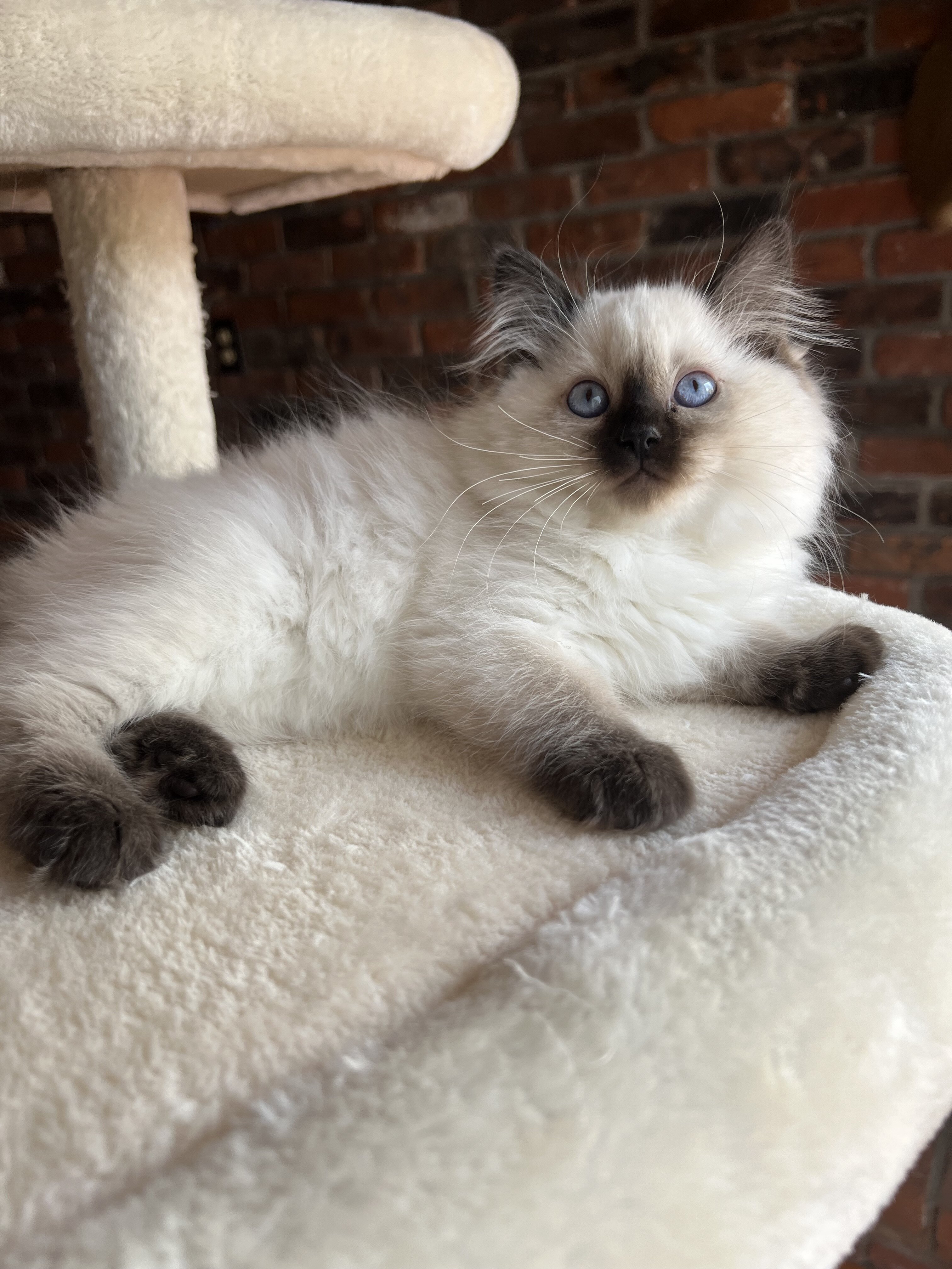 RAGDOLL KITTENS COMING SOON image 4