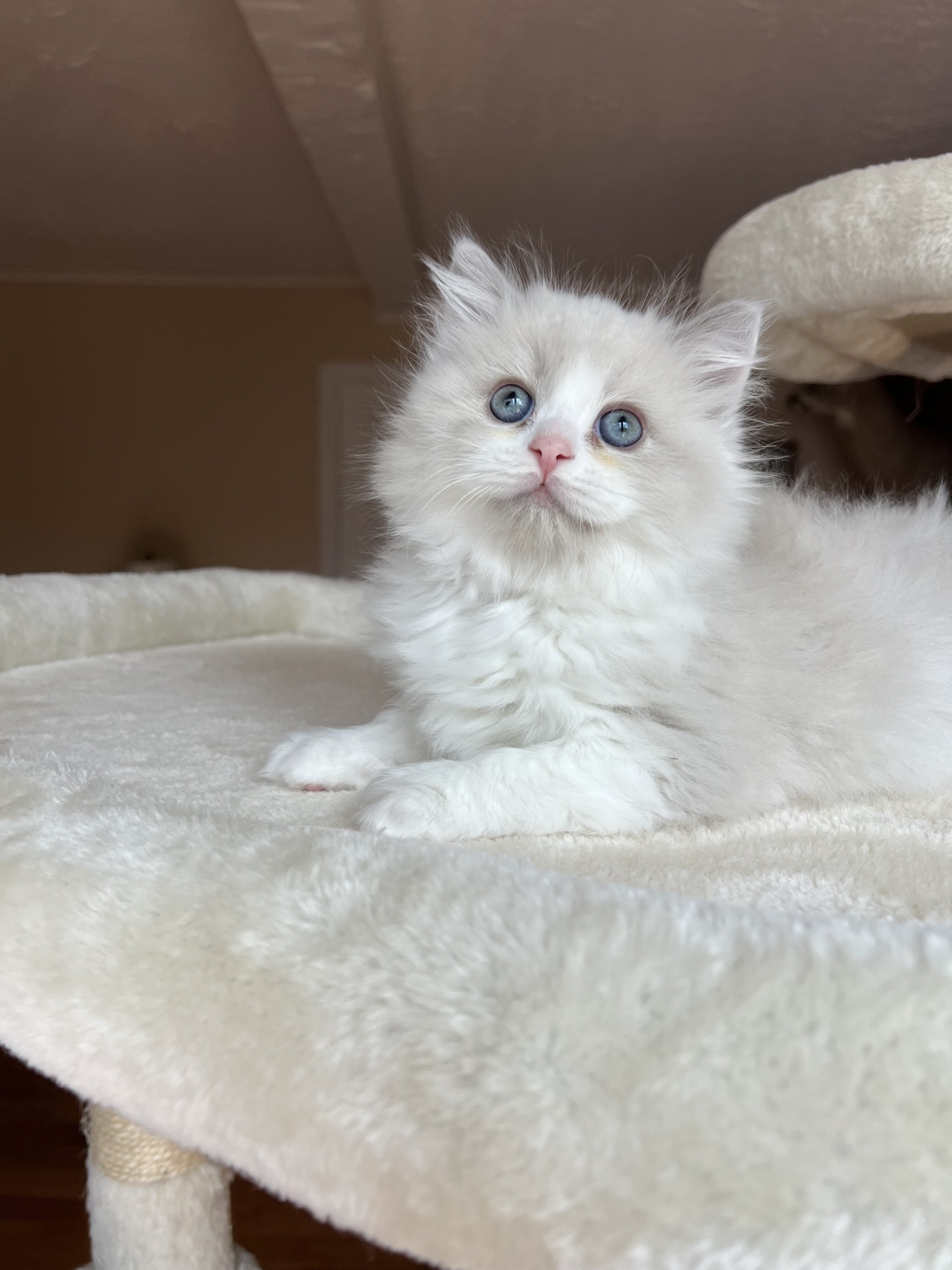 RAGDOLL KITTENS COMING SOON image 3