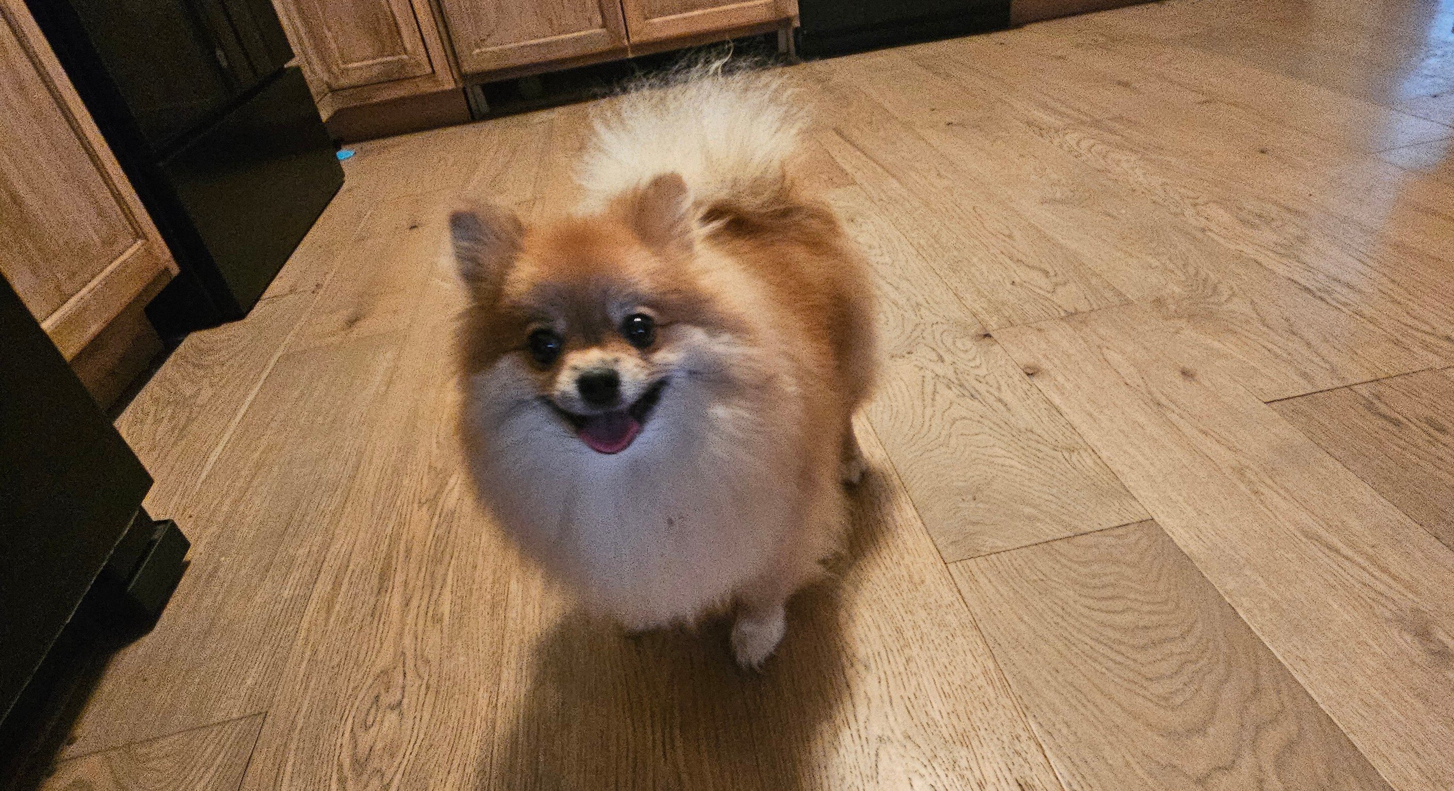 Beautiful Pomeranian image 1