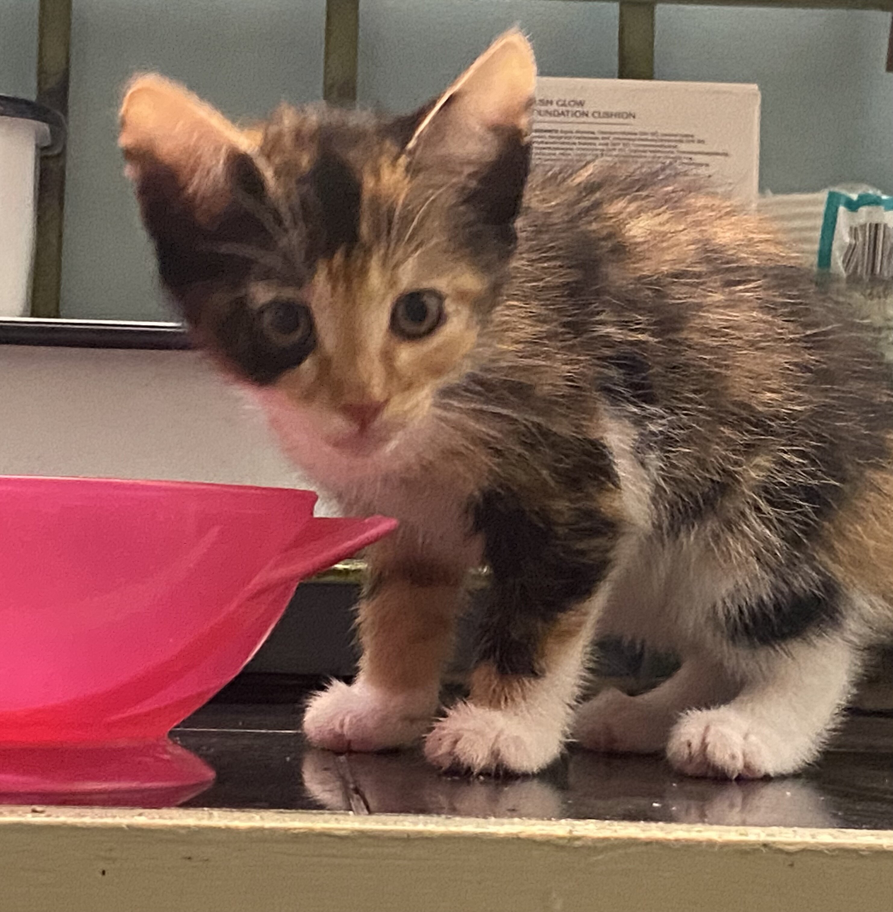 Free Kittens image 6