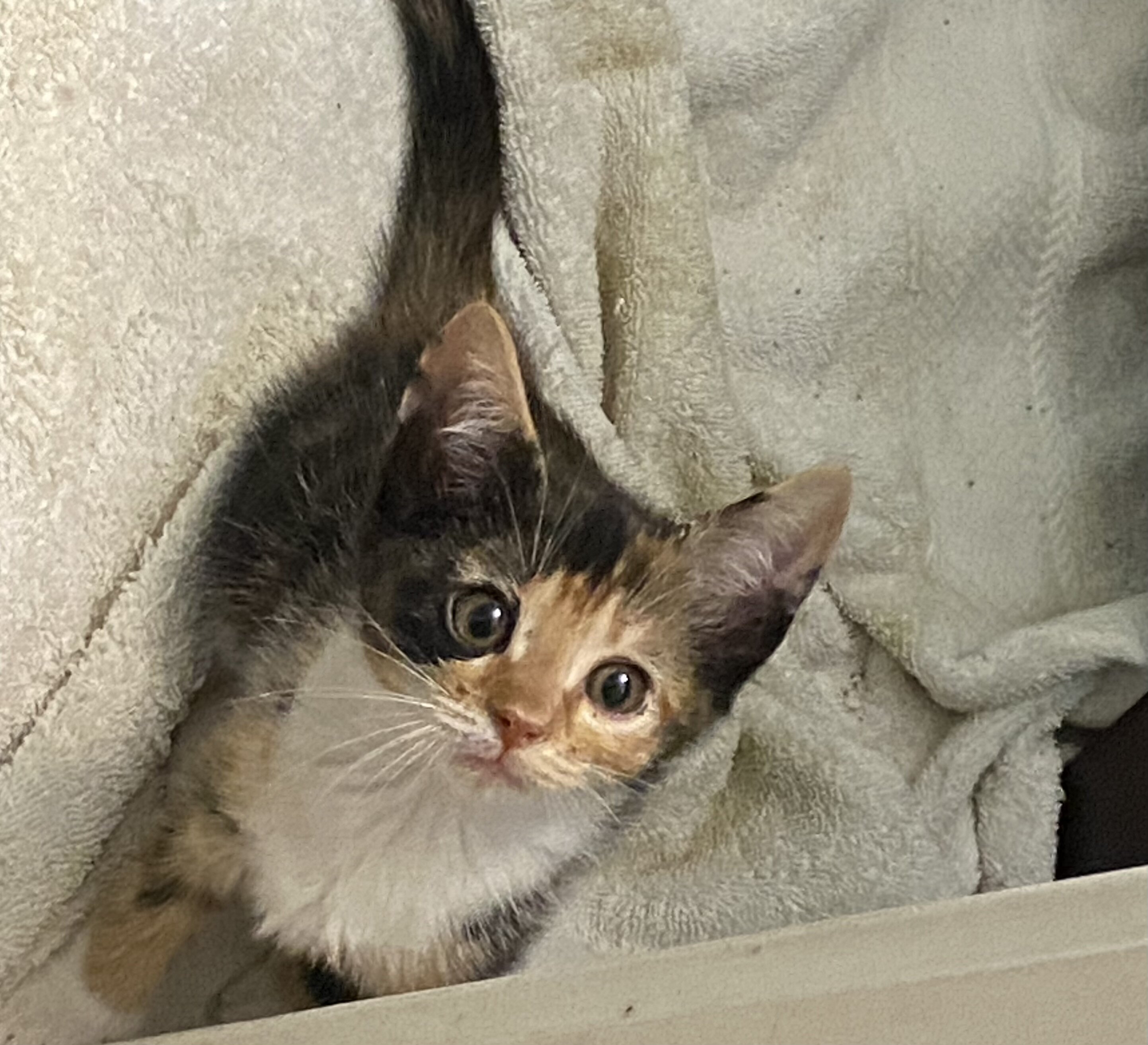 Free Kittens image 3