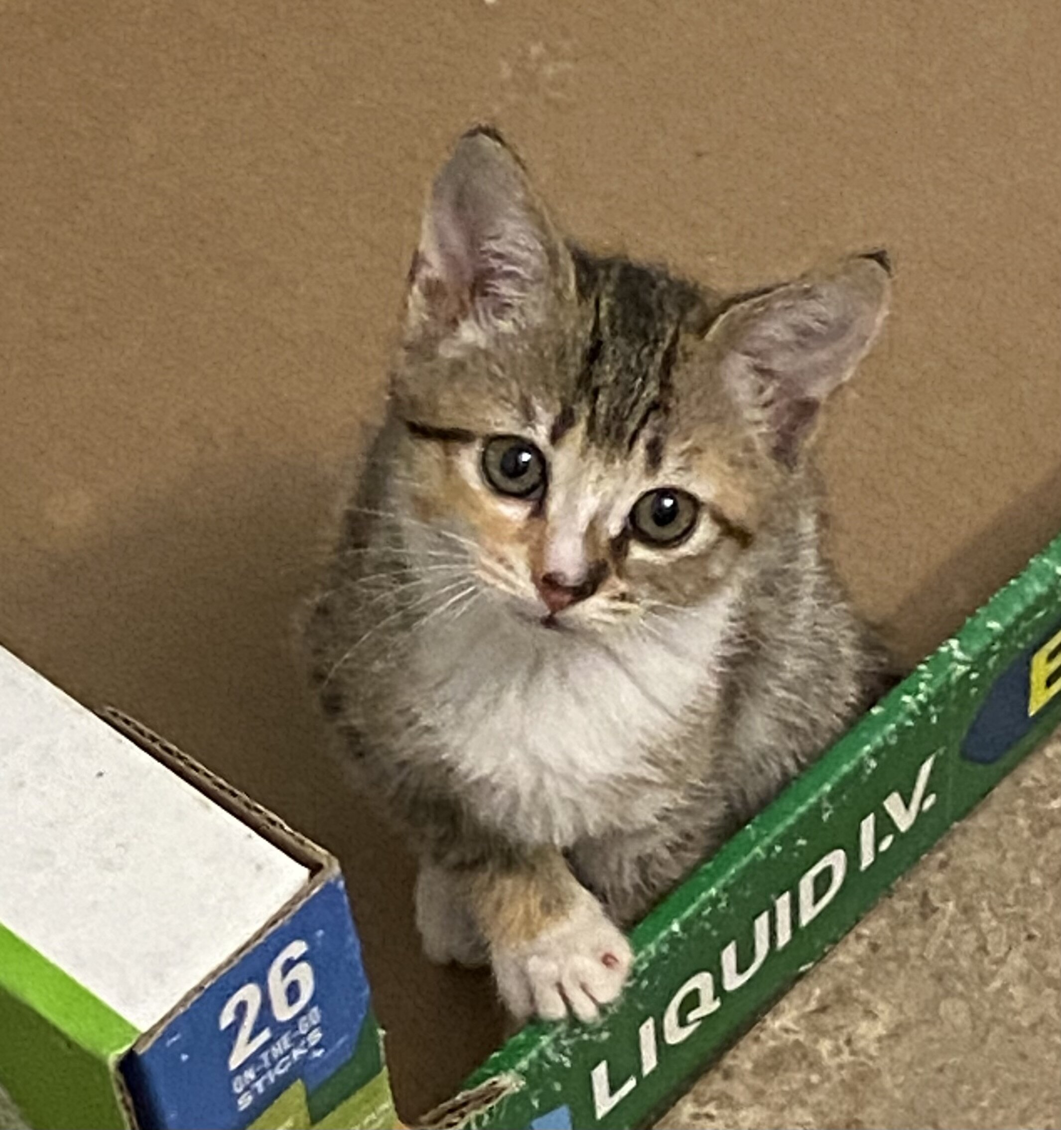 Free Kittens image 1