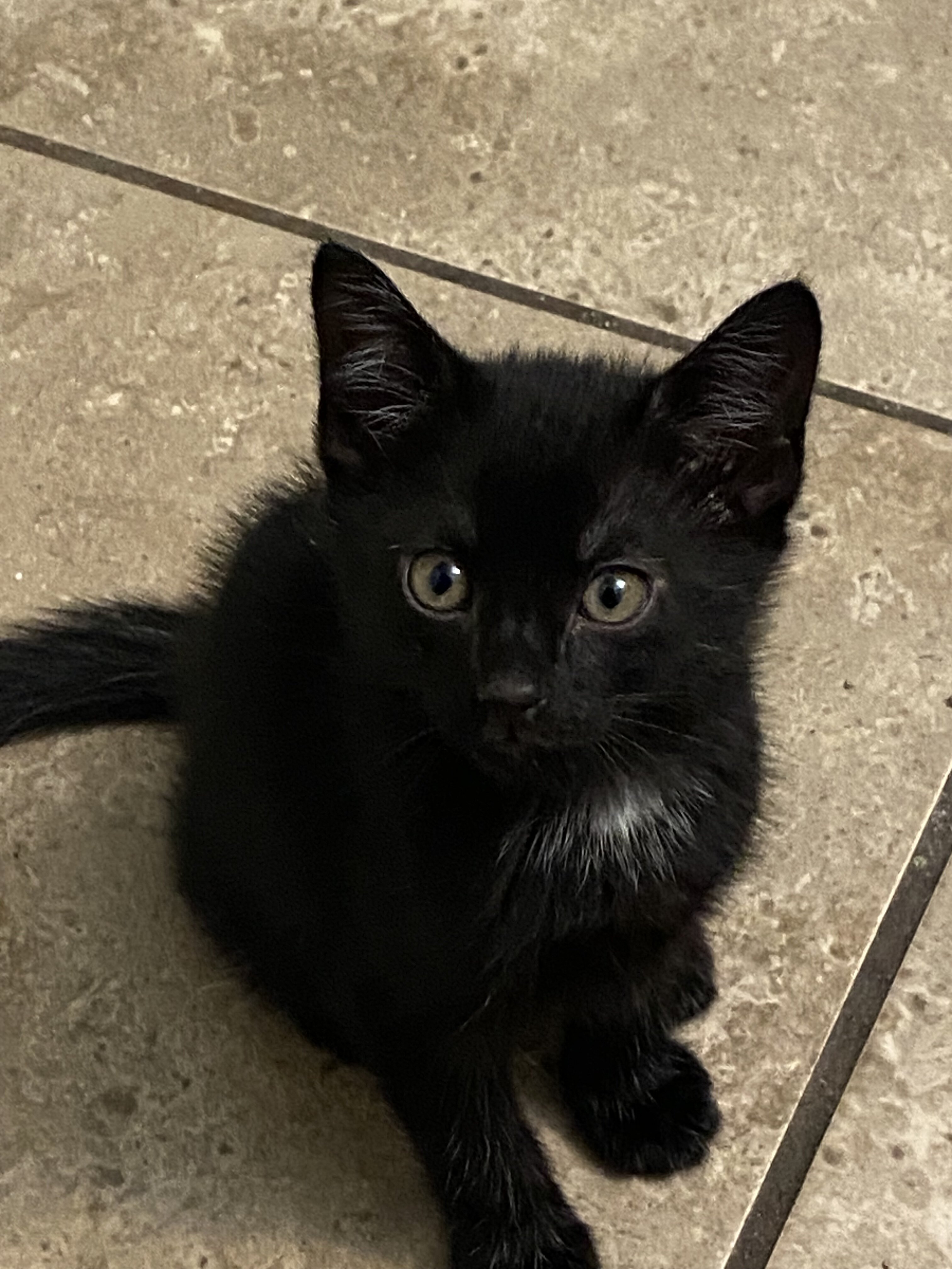 Free Kittens image 2