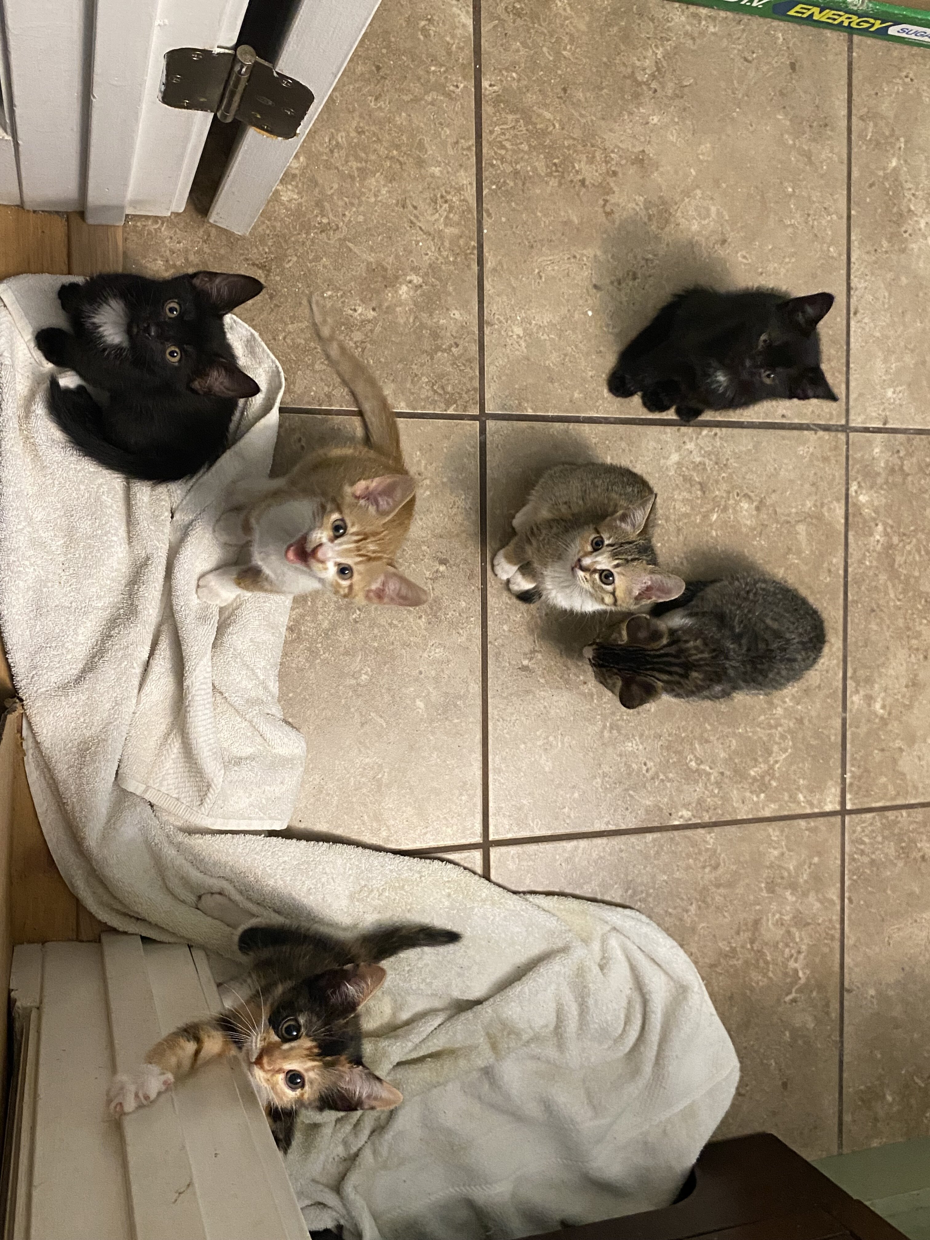 Free Kittens image 7