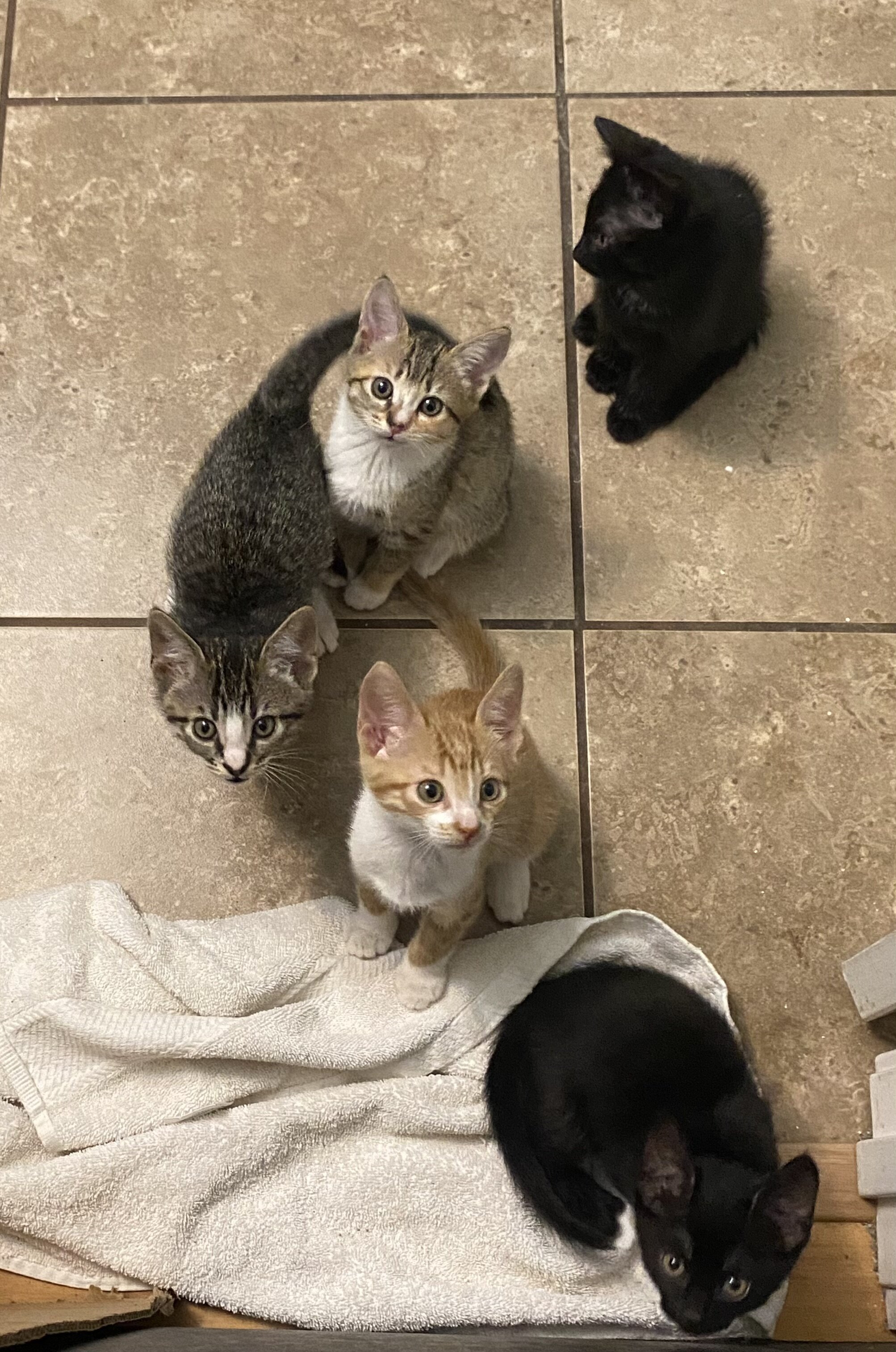 Free Kittens image 5