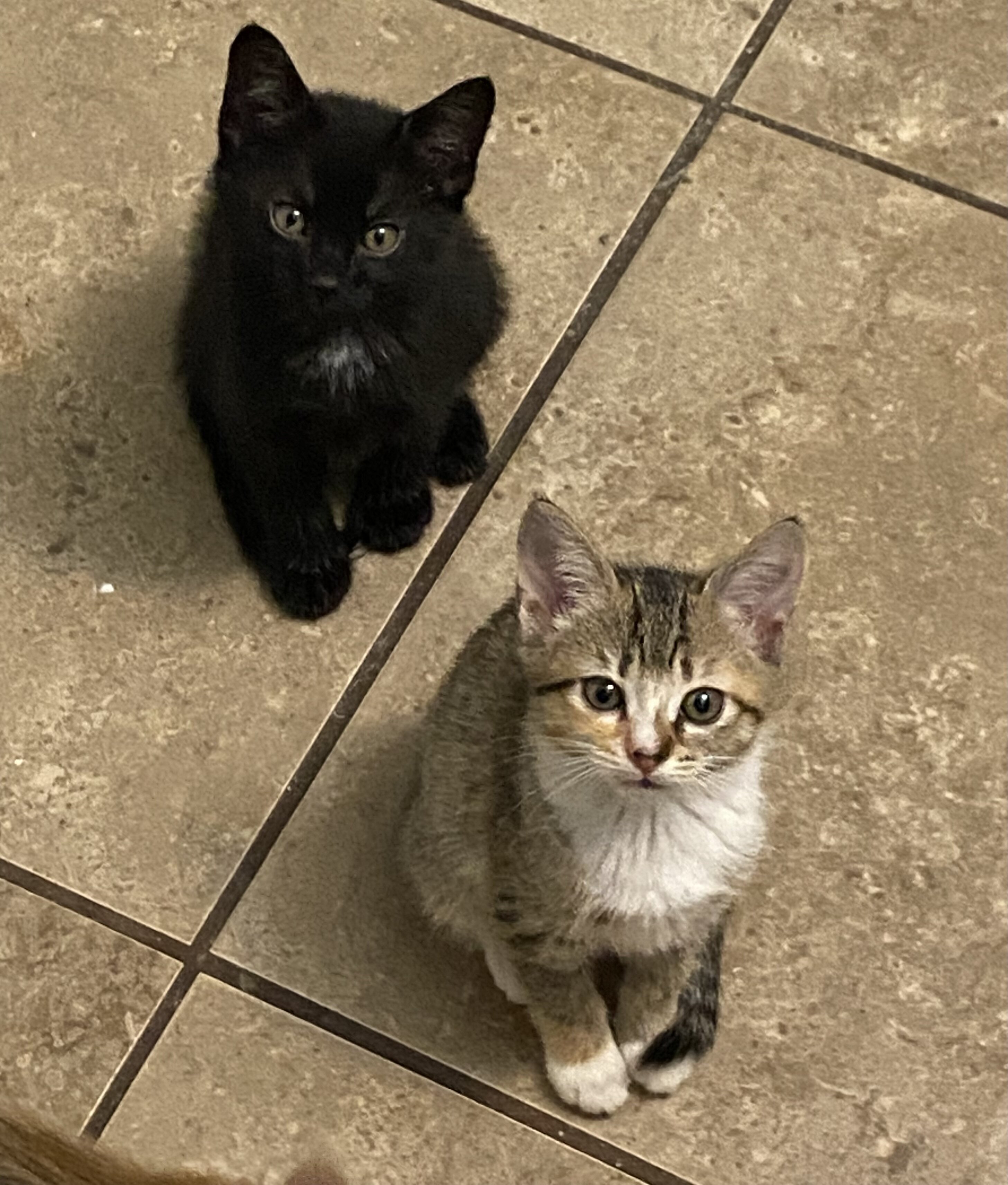 Free Kittens image 4