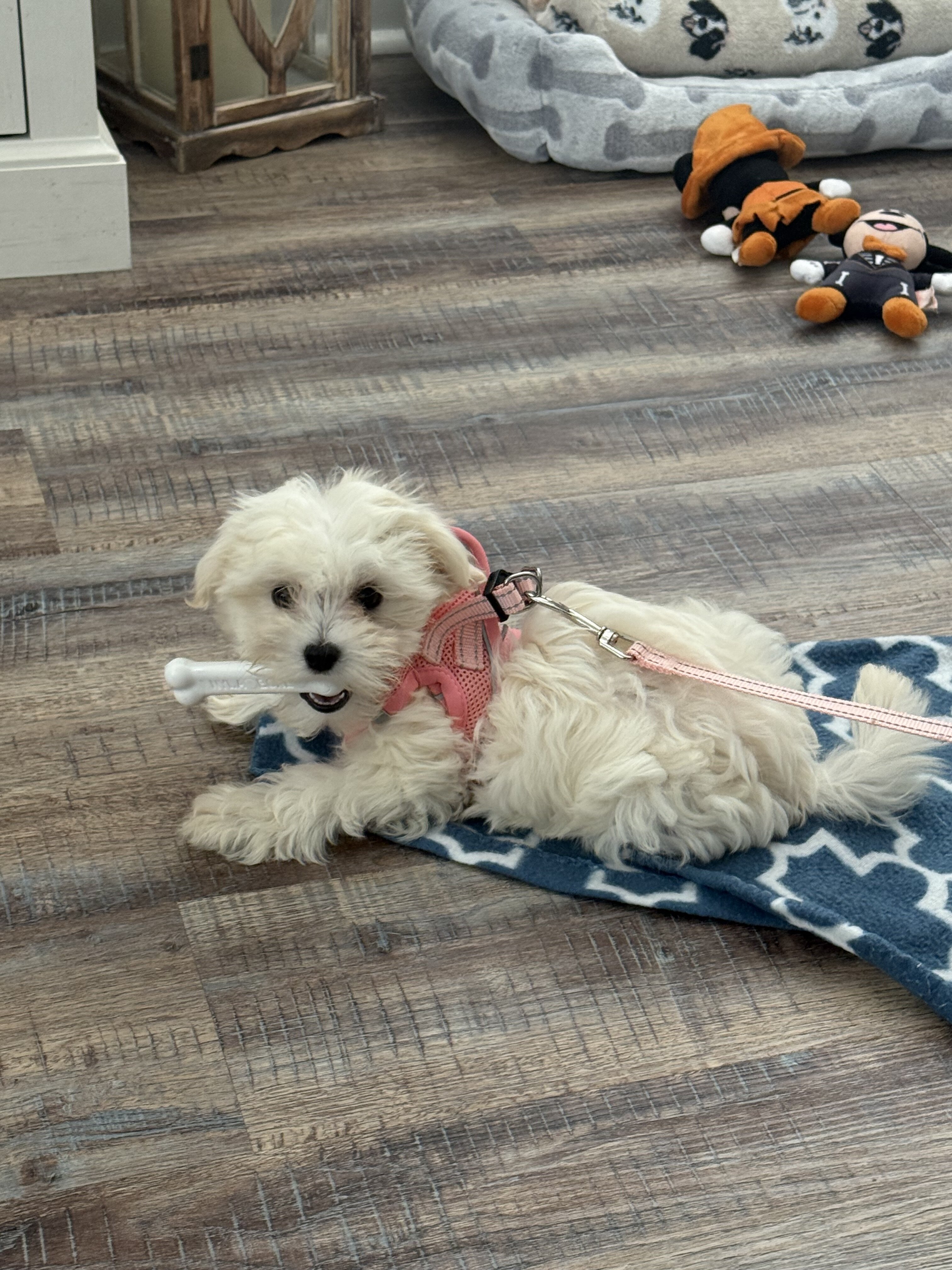 Female Maltipoo Puppy image 3