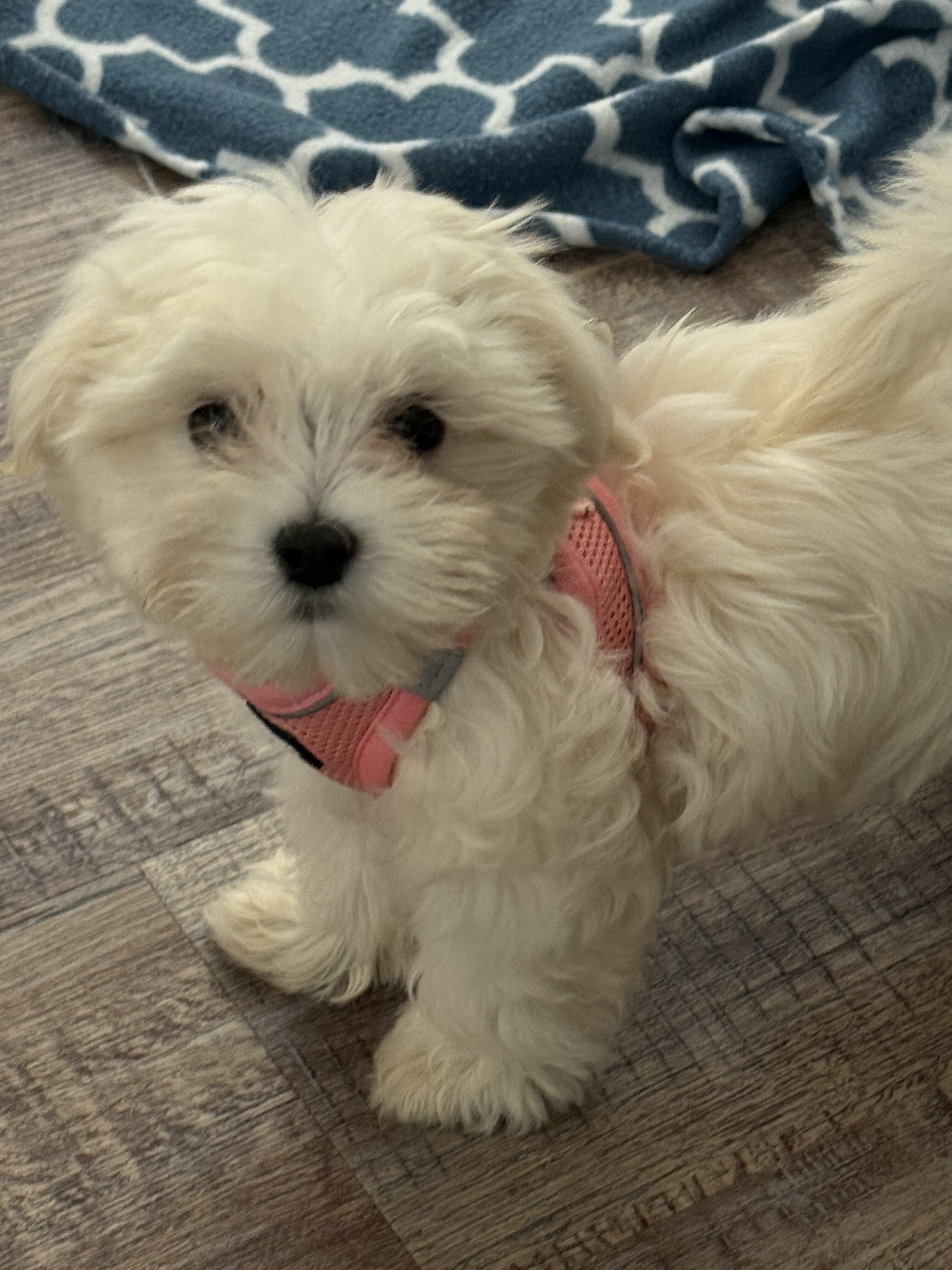 Female Maltipoo Puppy image 1