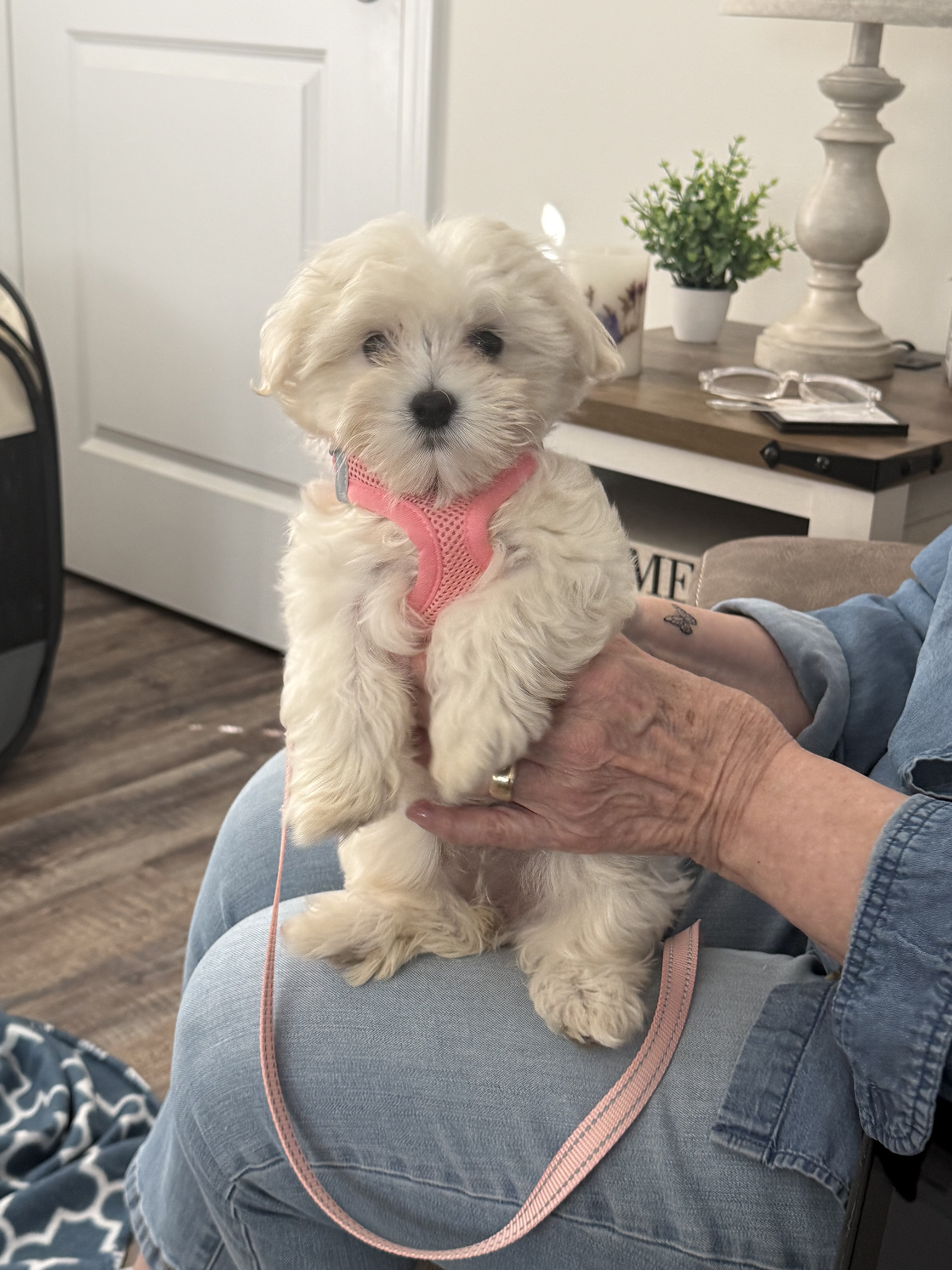 Female Maltipoo Puppy image 4
