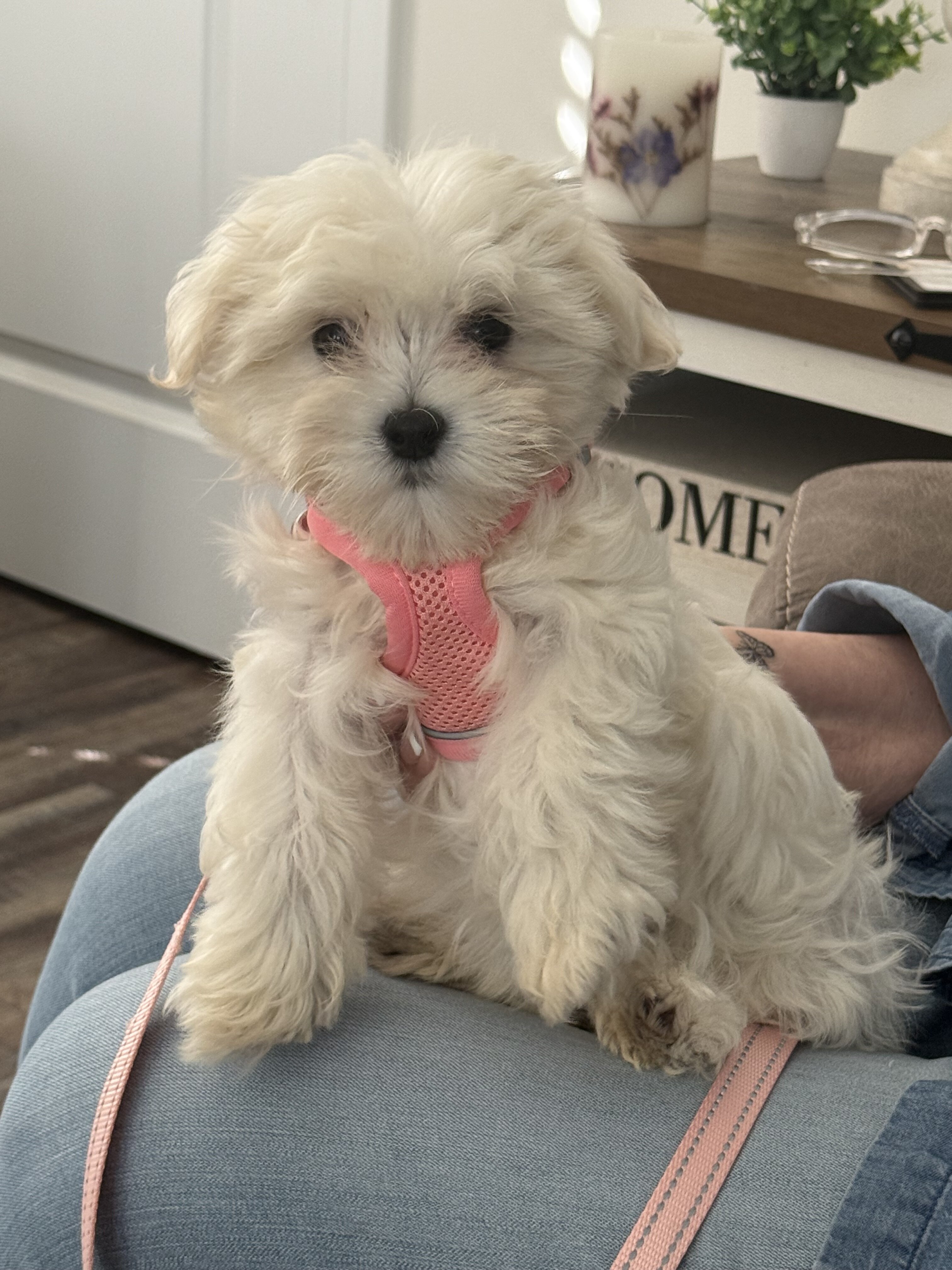 Female Maltipoo Puppy image 2