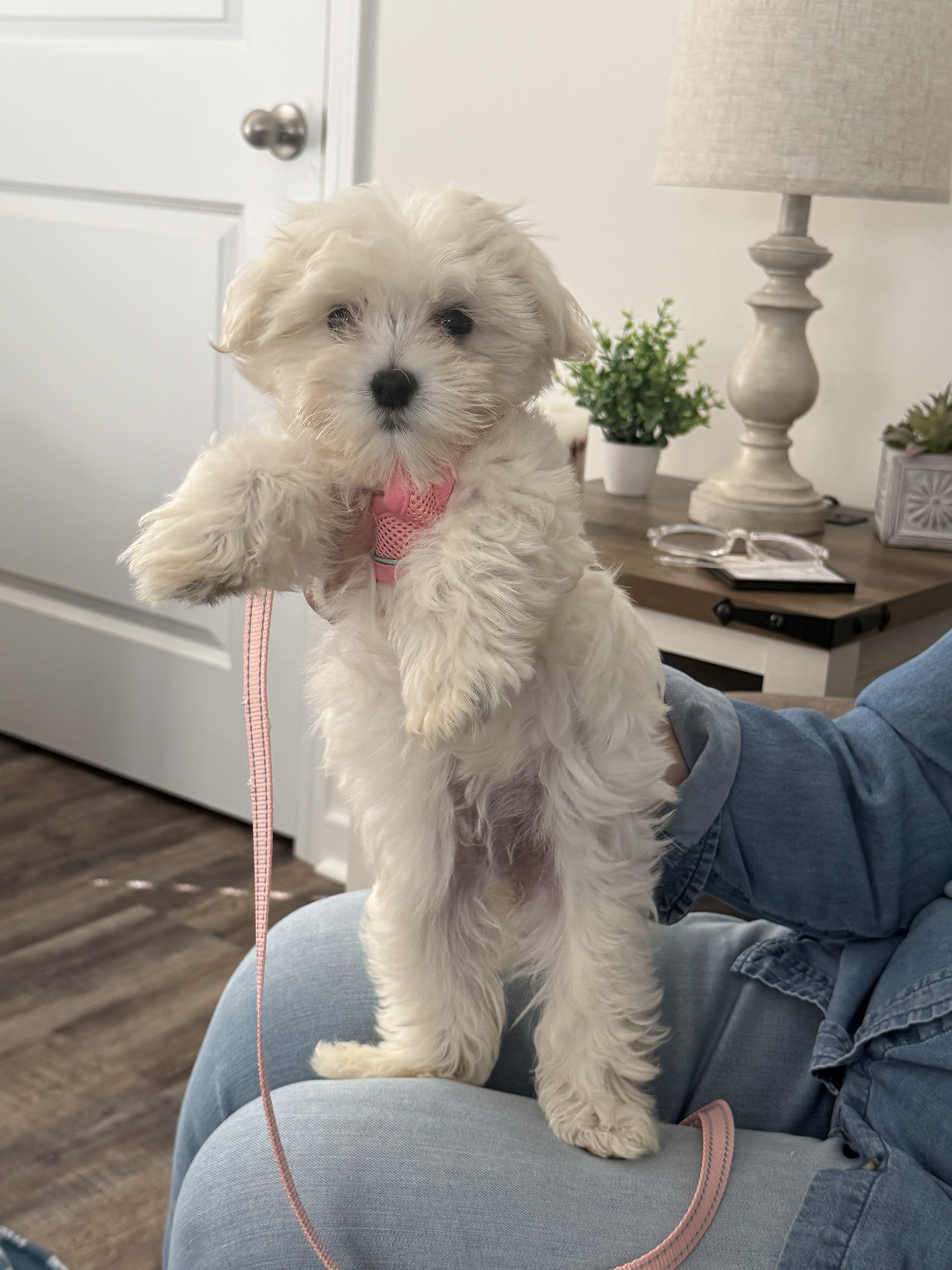 Female Maltipoo Puppy image 5