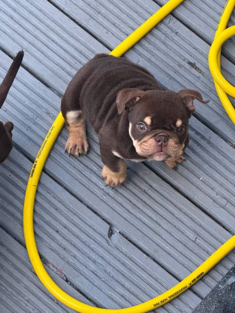 Beautiful English bulldog image 1
