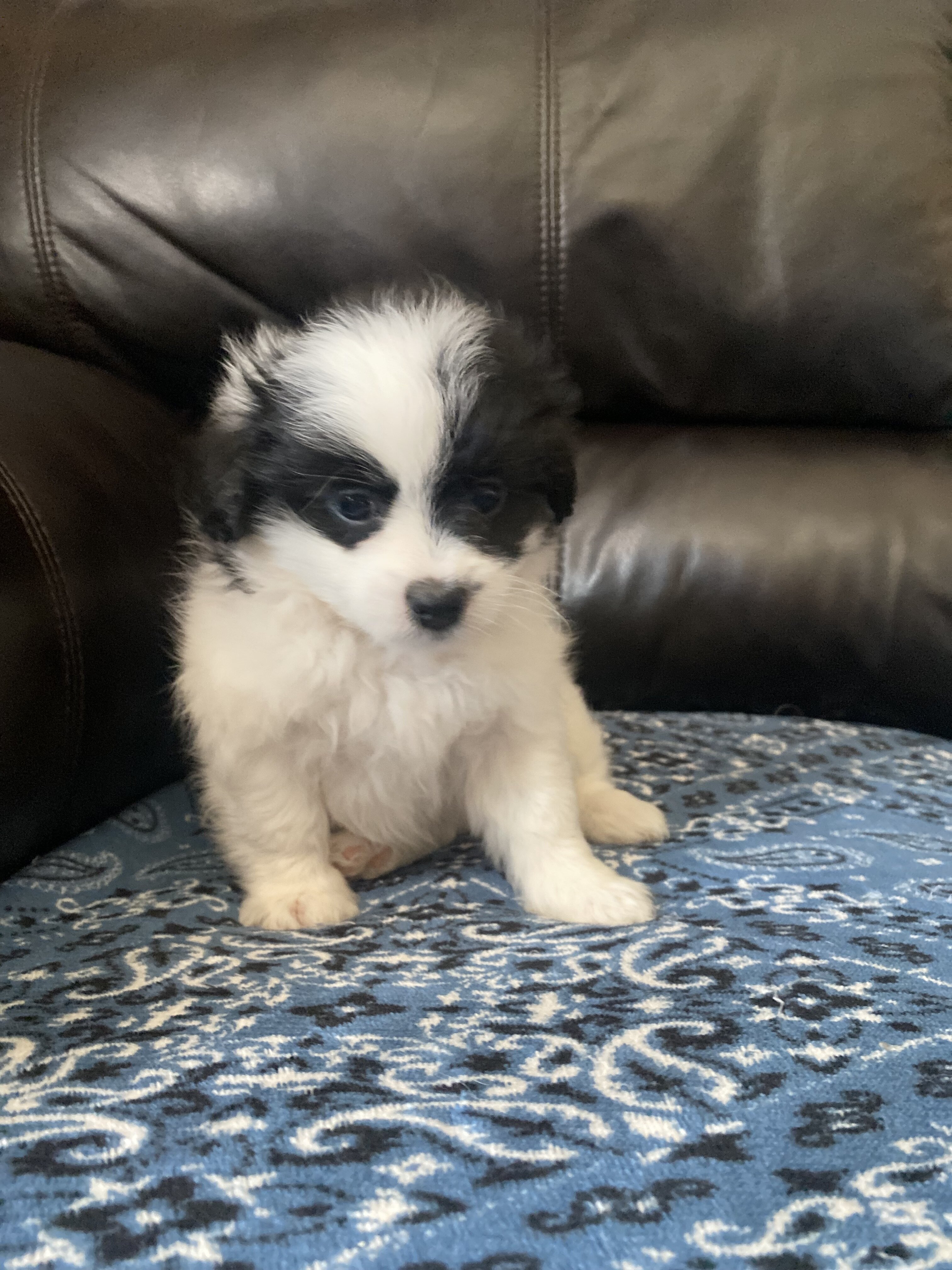 Shihtzu Pomeranian image 2
