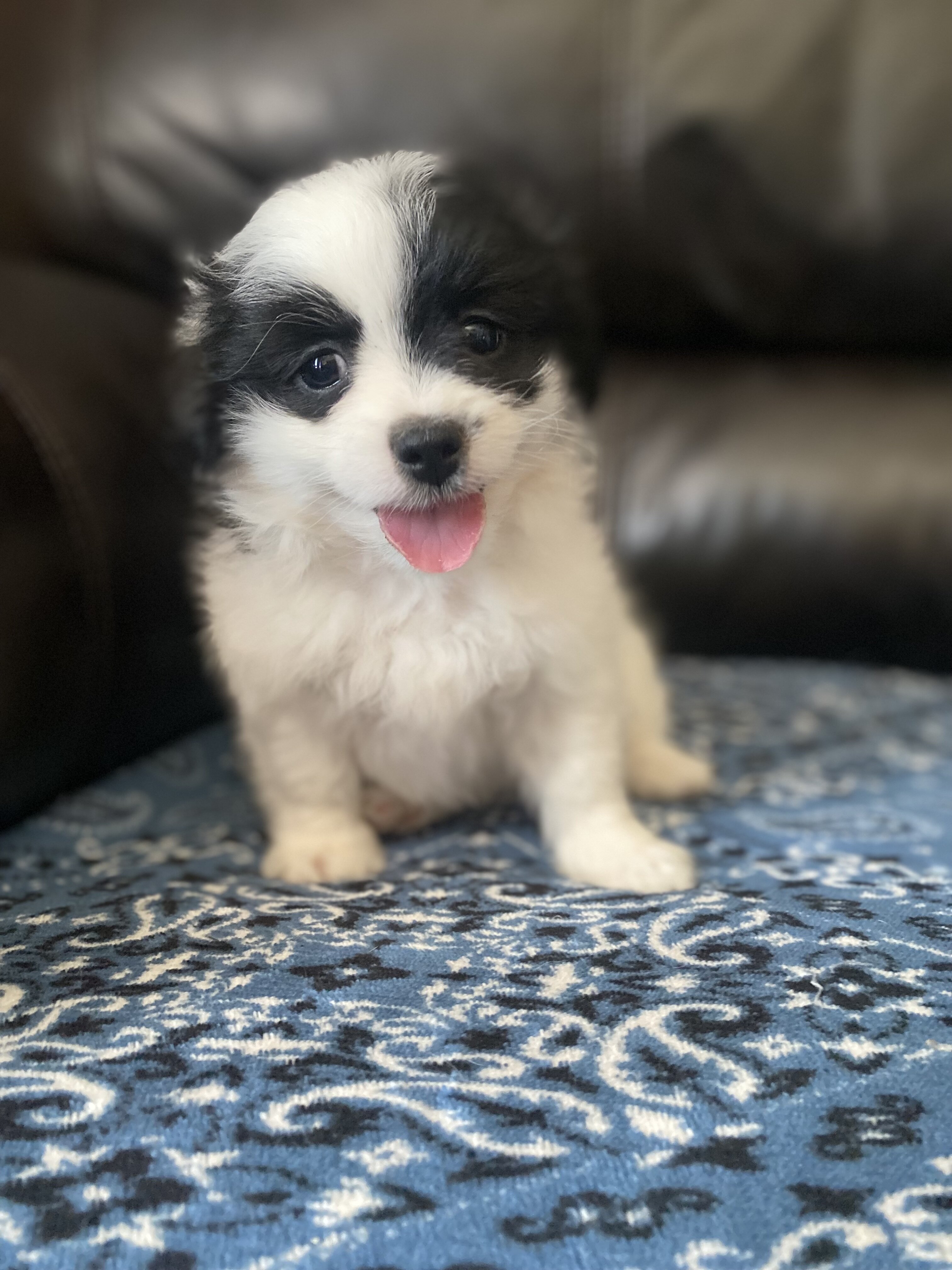 Shihtzu Pomeranian image 1