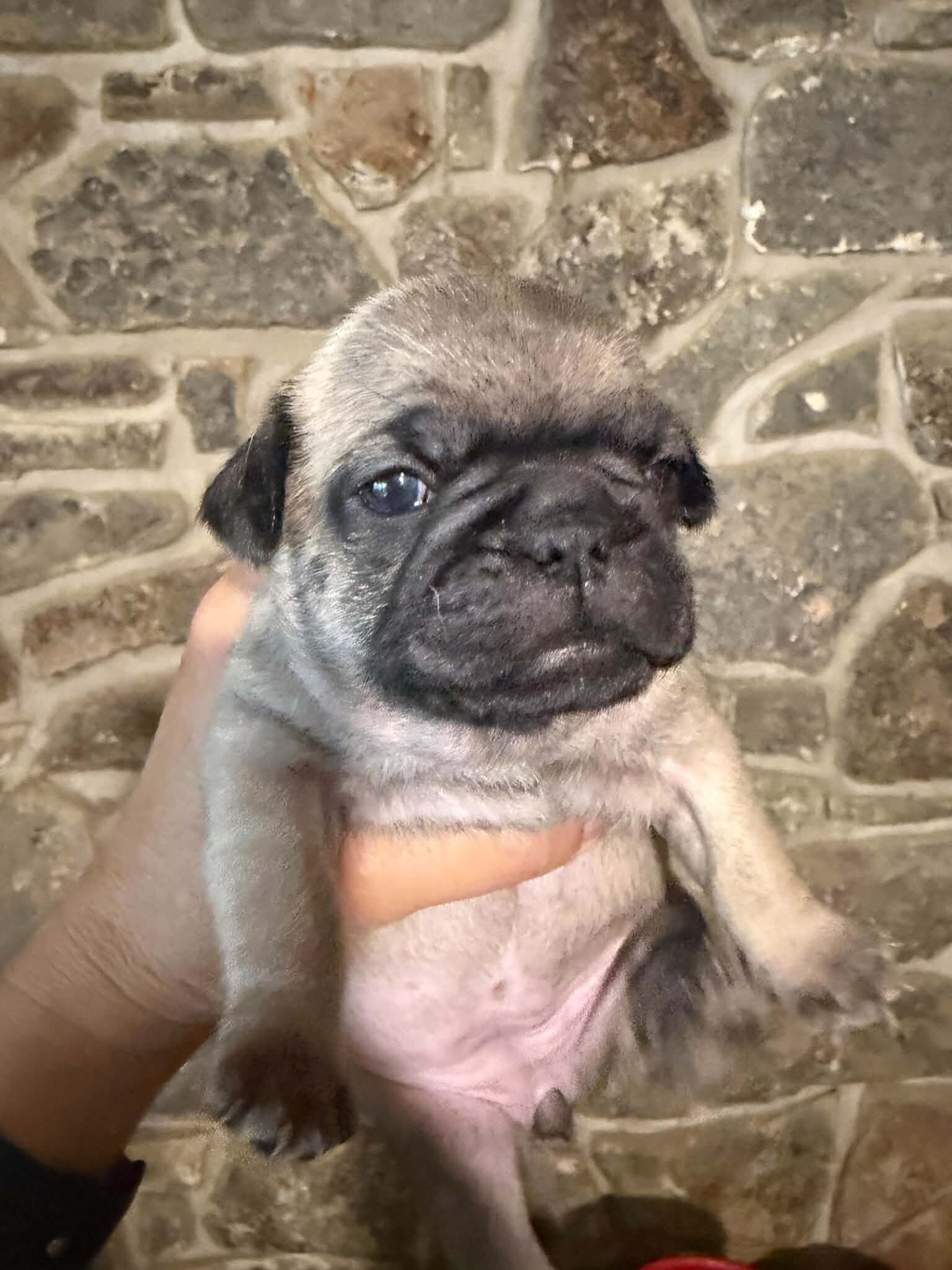 Frenchie/Pug Puppies image 1