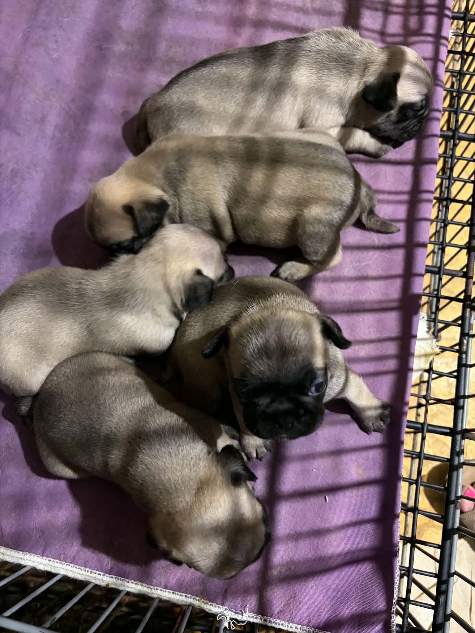 Frenchie/Pug Puppies image 3