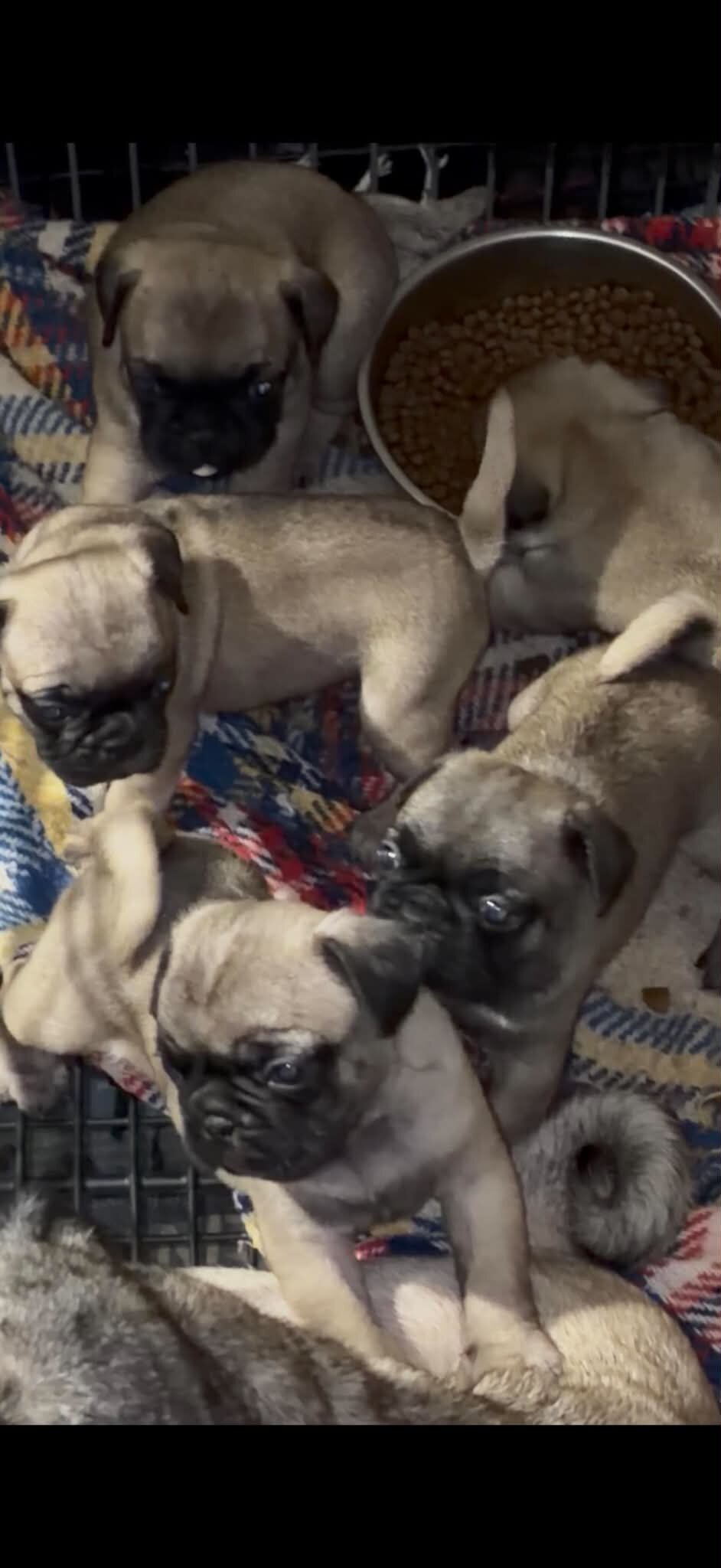 Frenchie/Pug Puppies image 2