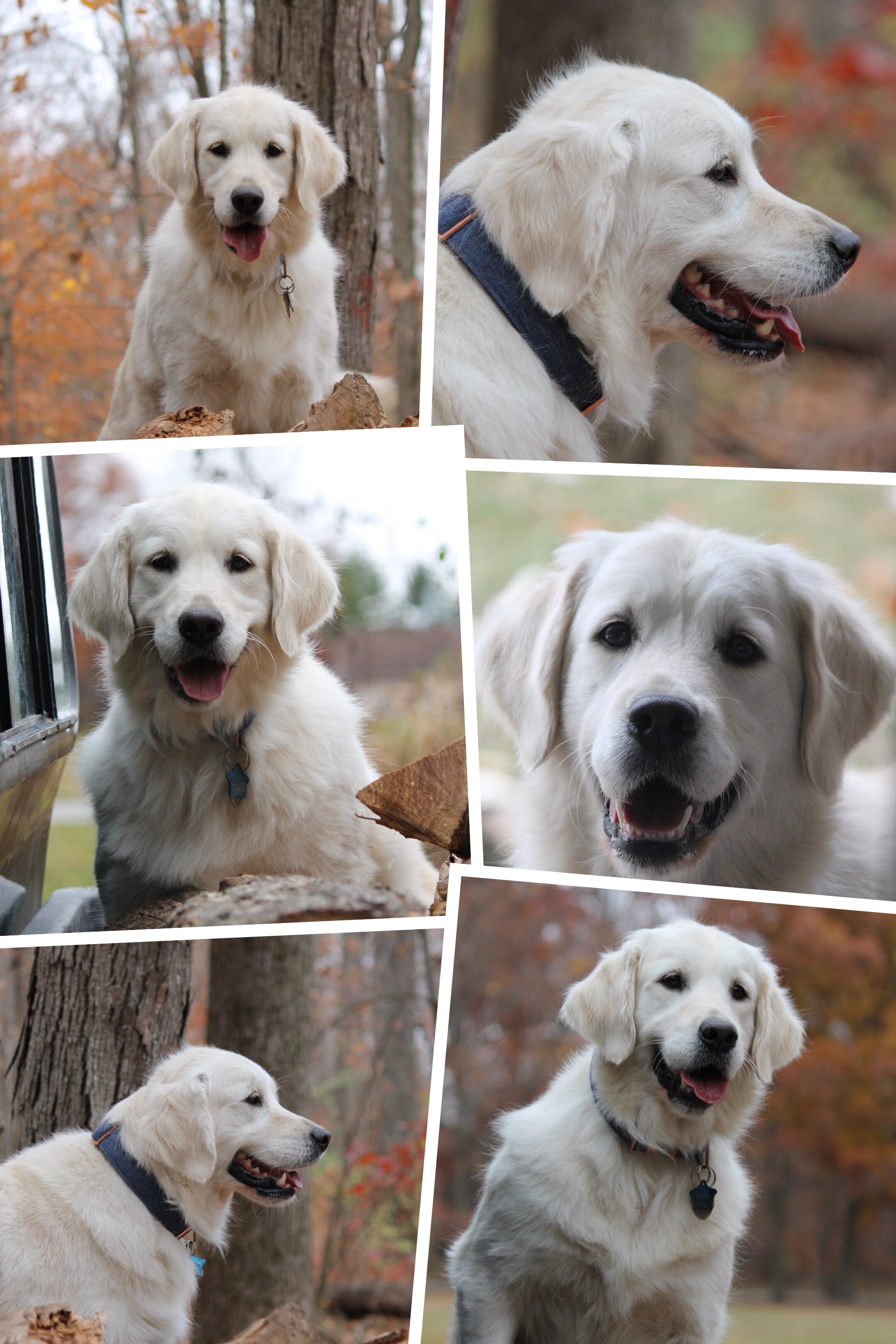 Isabella—AKC Golden Retriever Dog image 9