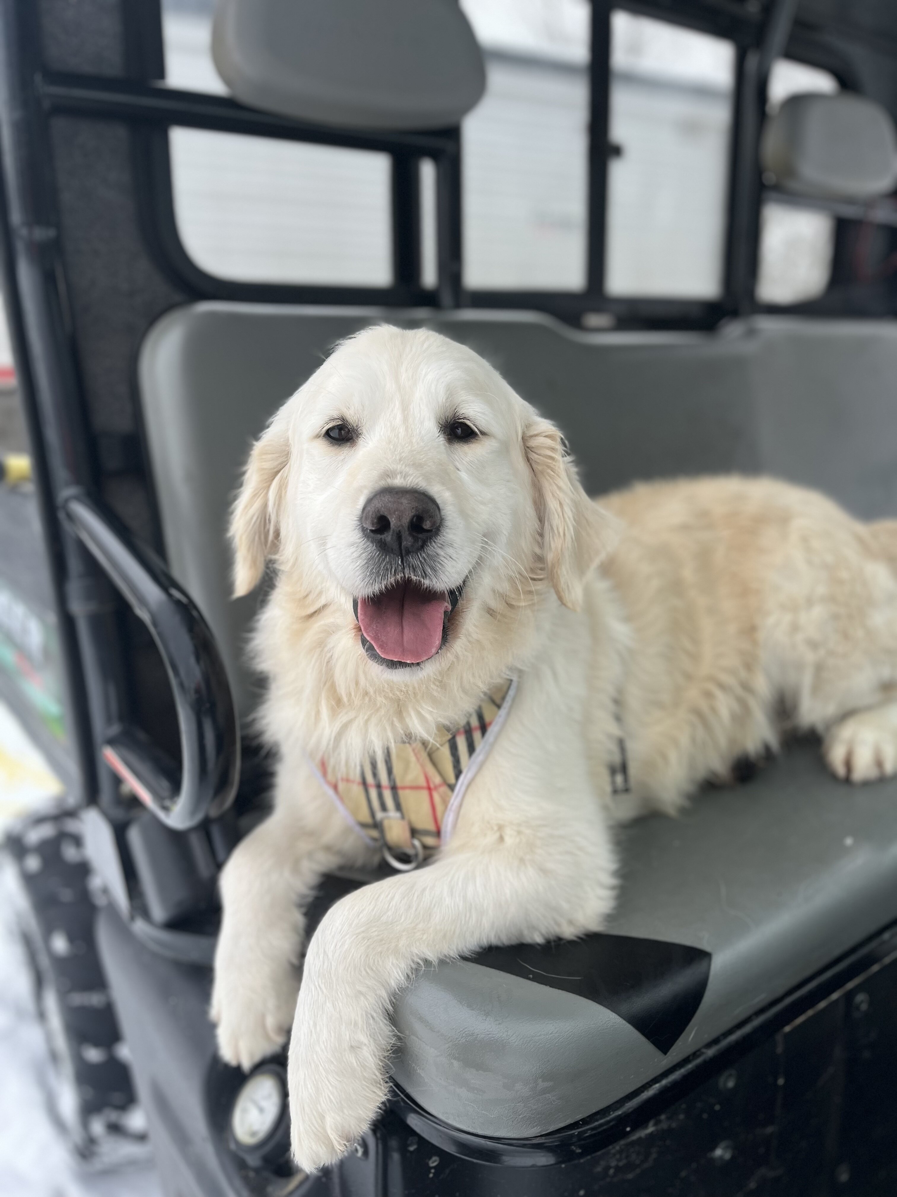 Isabella—AKC Golden Retriever Dog image 10