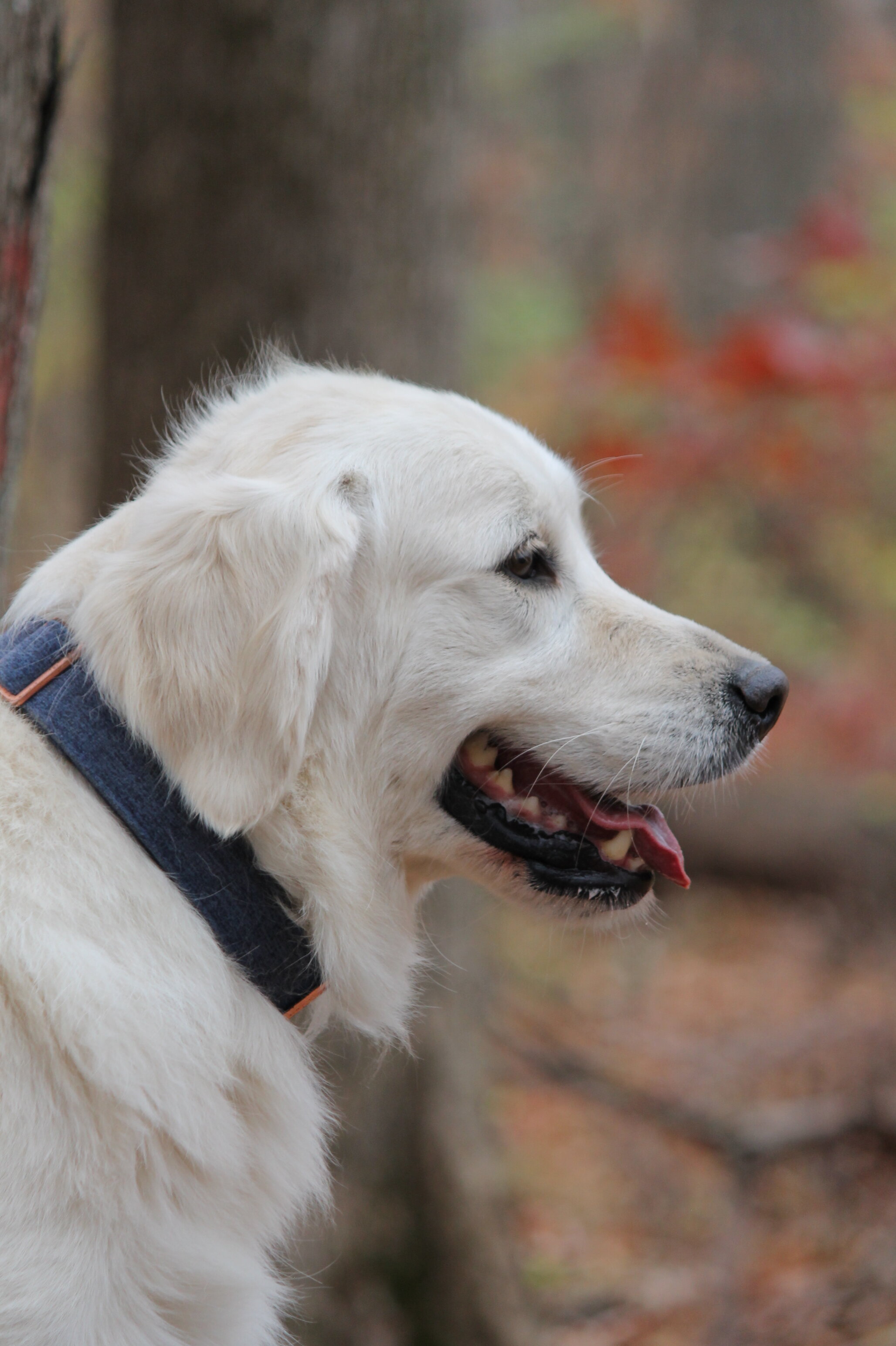 Isabella—AKC Golden Retriever Dog image 10