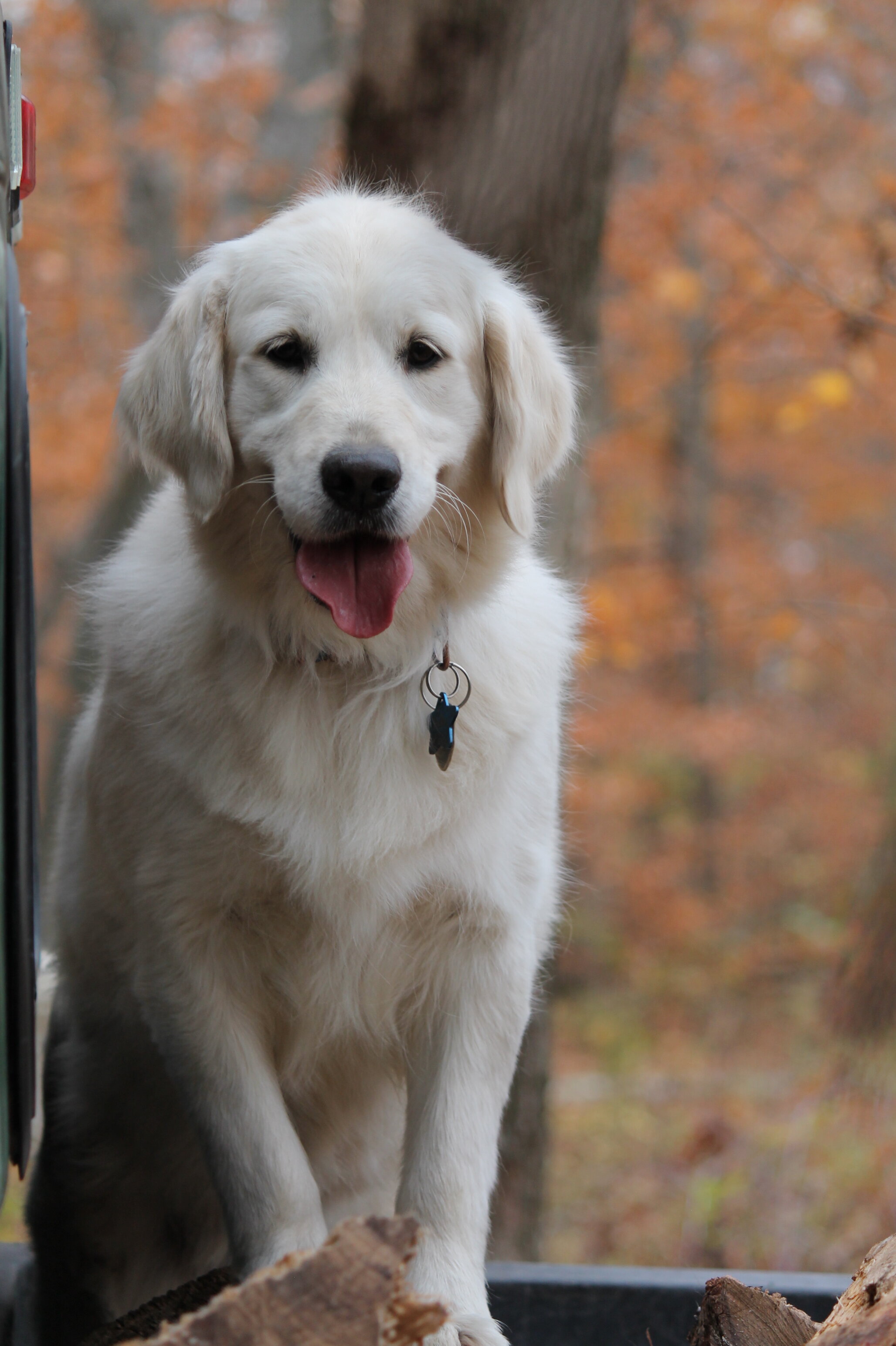 Isabella—AKC Golden Retriever Dog image 9