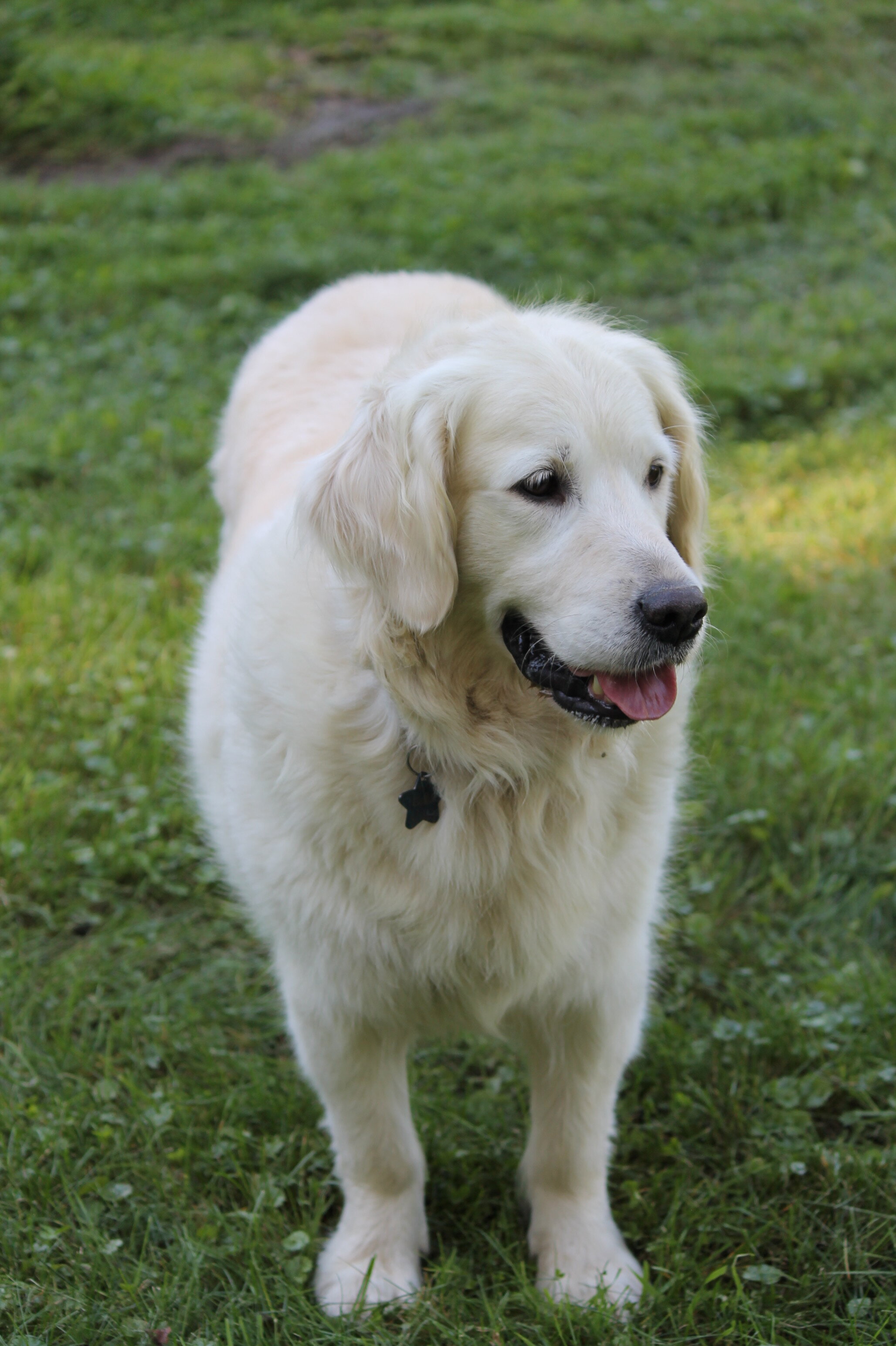 Isabella—AKC Golden Retriever Dog image 7