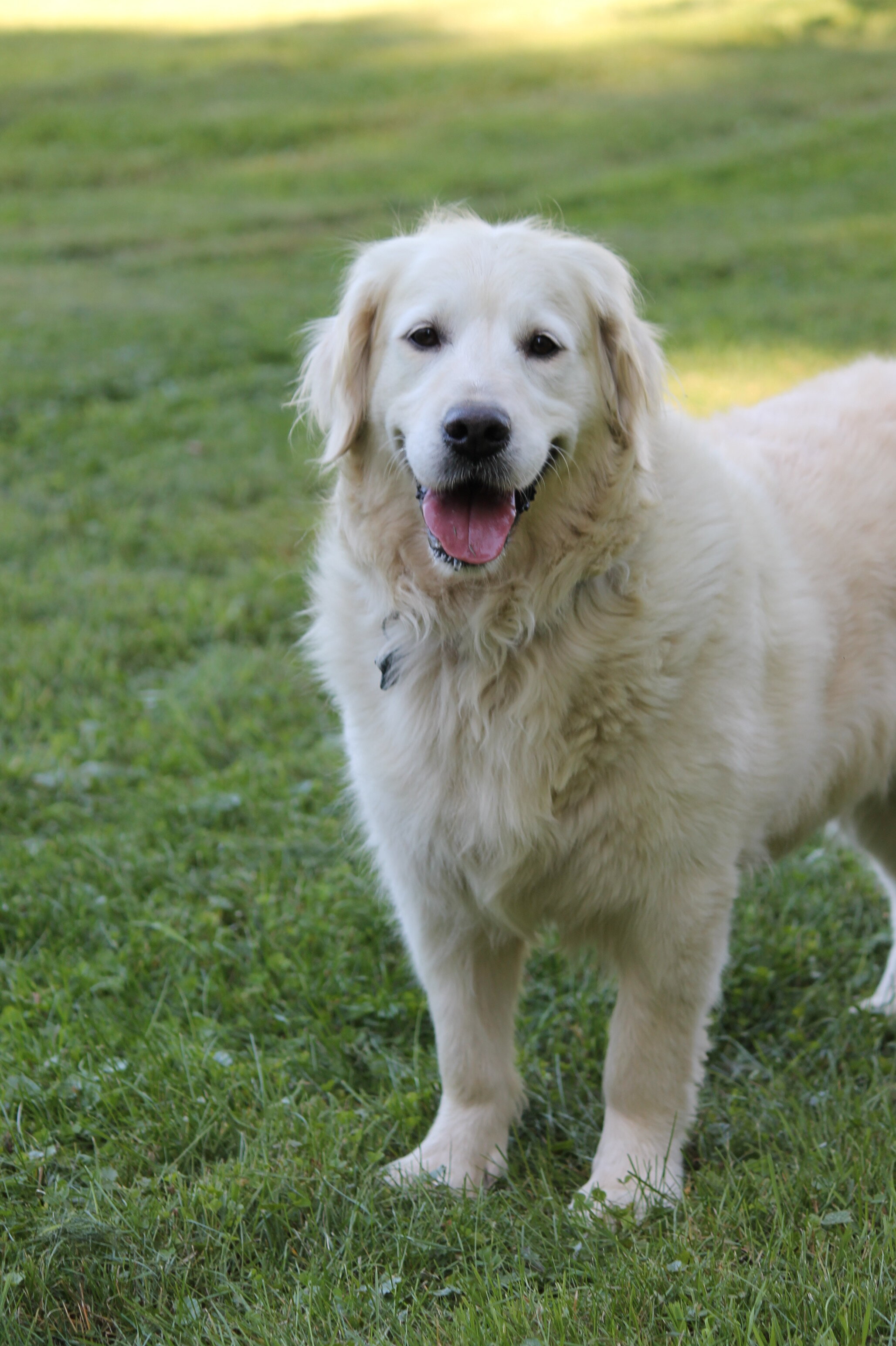 Isabella—AKC Golden Retriever Dog image 5