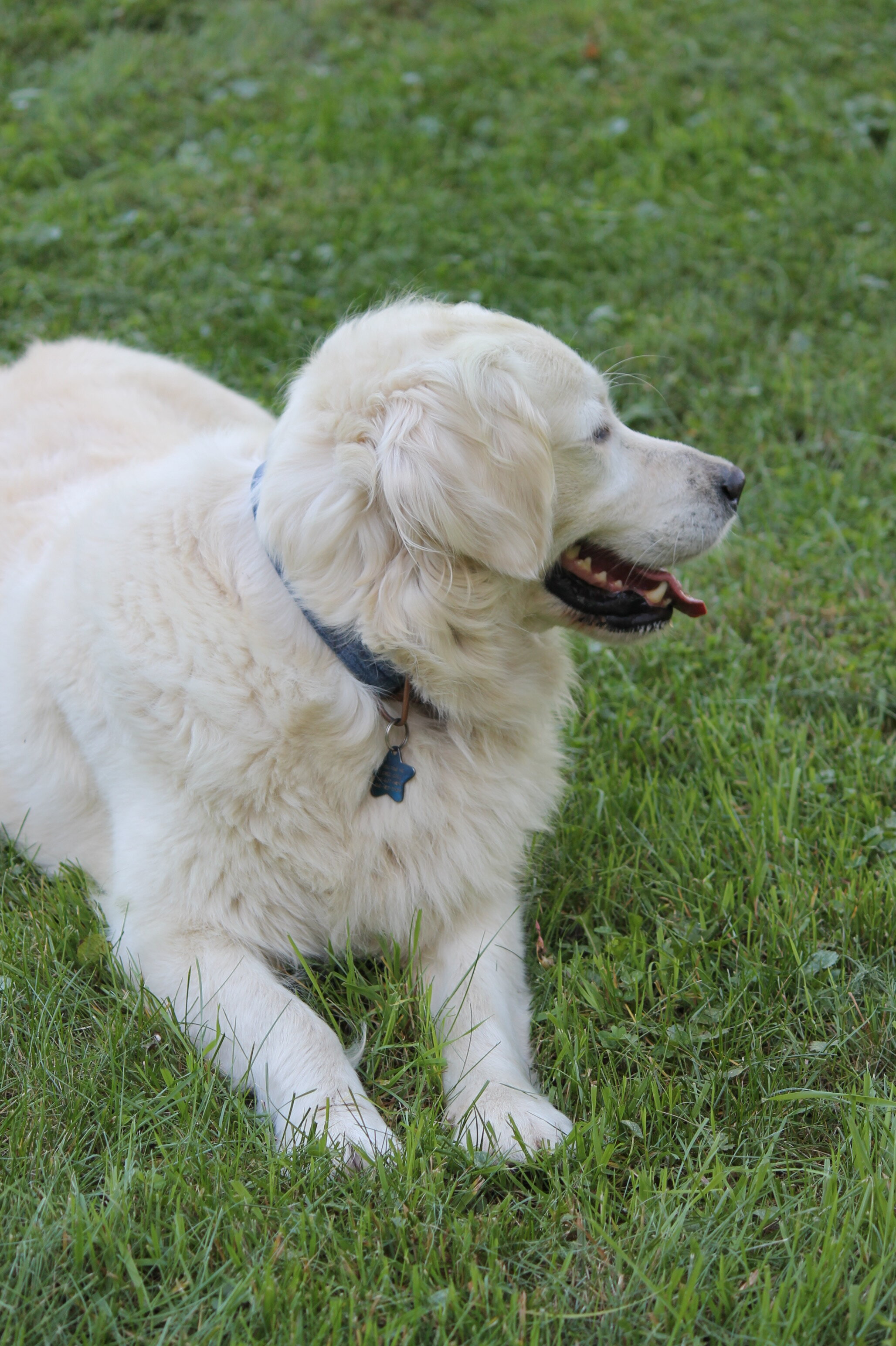 Isabella—AKC Golden Retriever Dog image 6