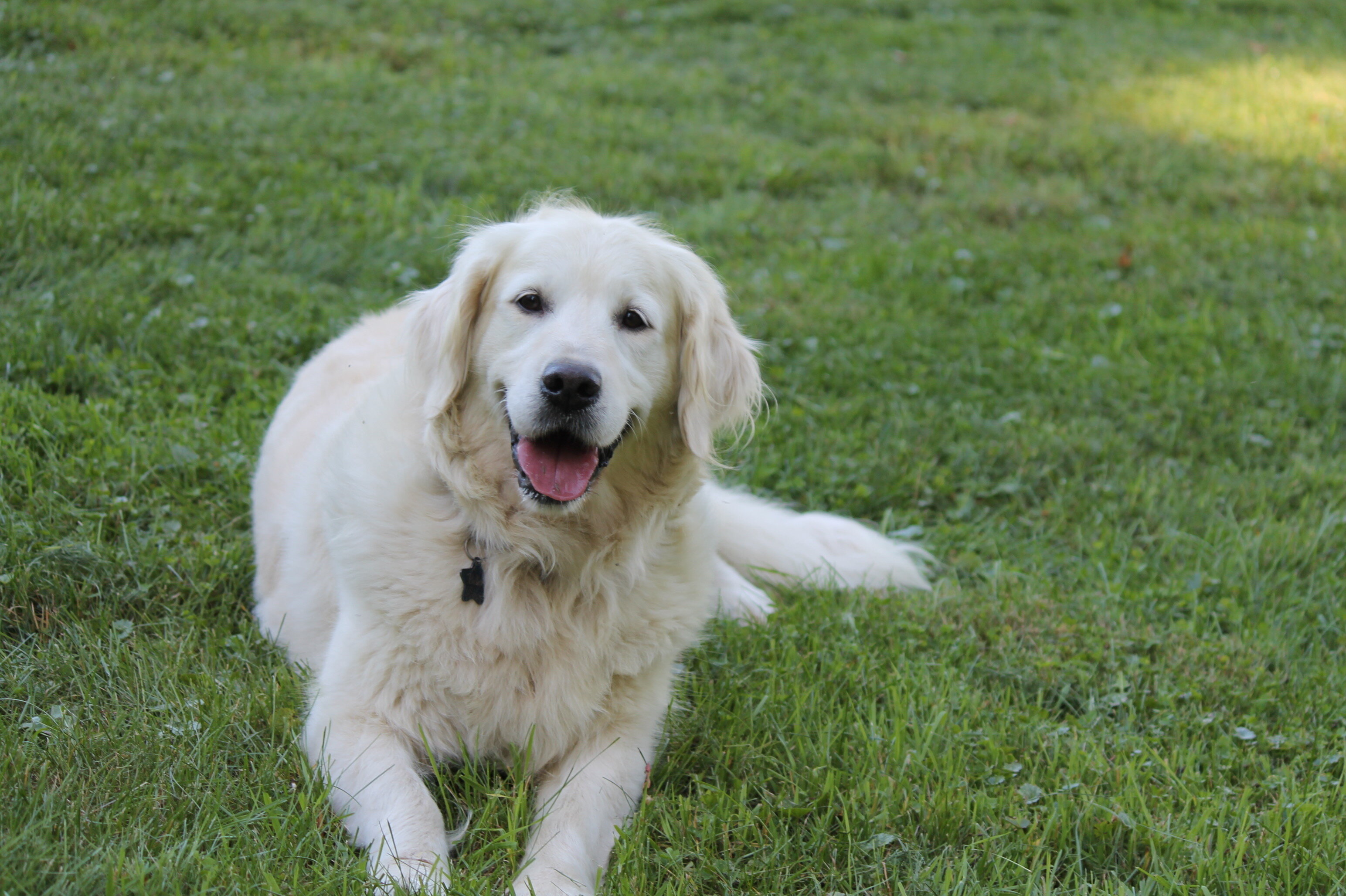 Isabella—AKC Golden Retriever Dog image 8