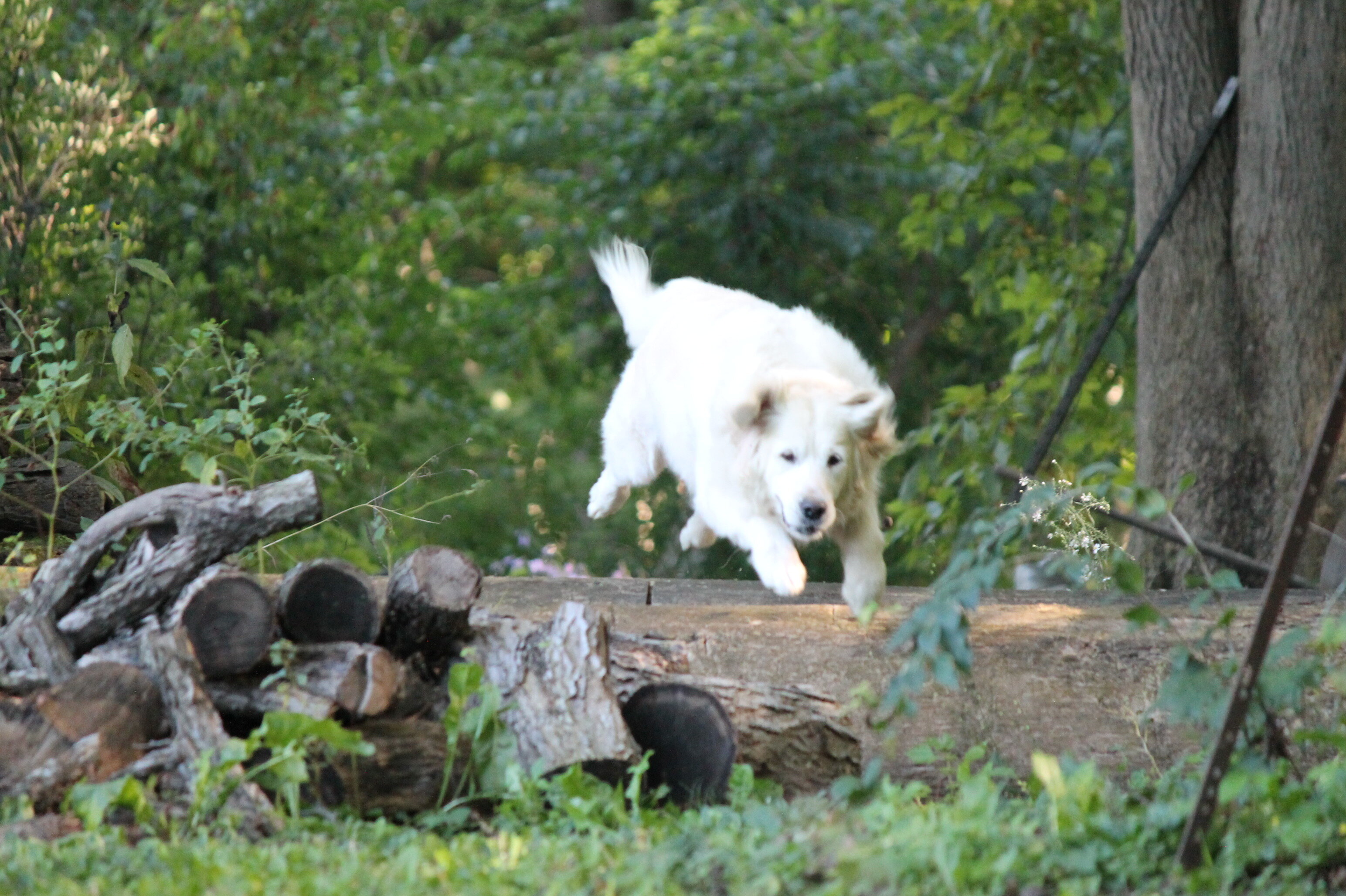 Isabella—AKC Golden Retriever Dog image 2
