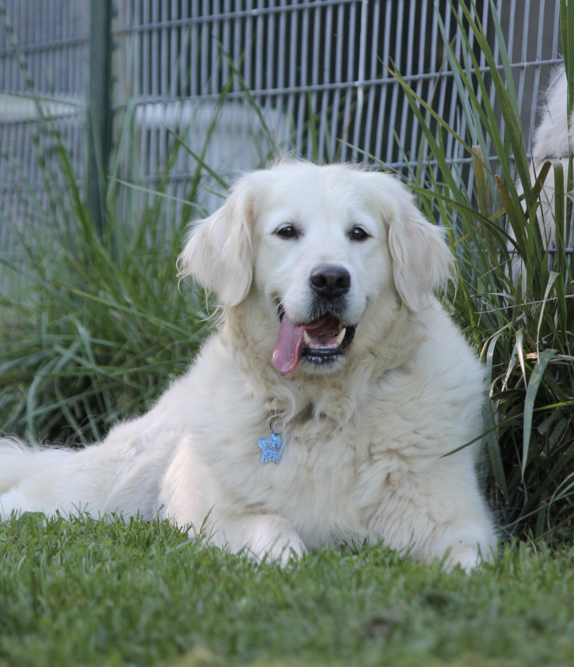 Isabella—AKC Golden Retriever Dog image 8