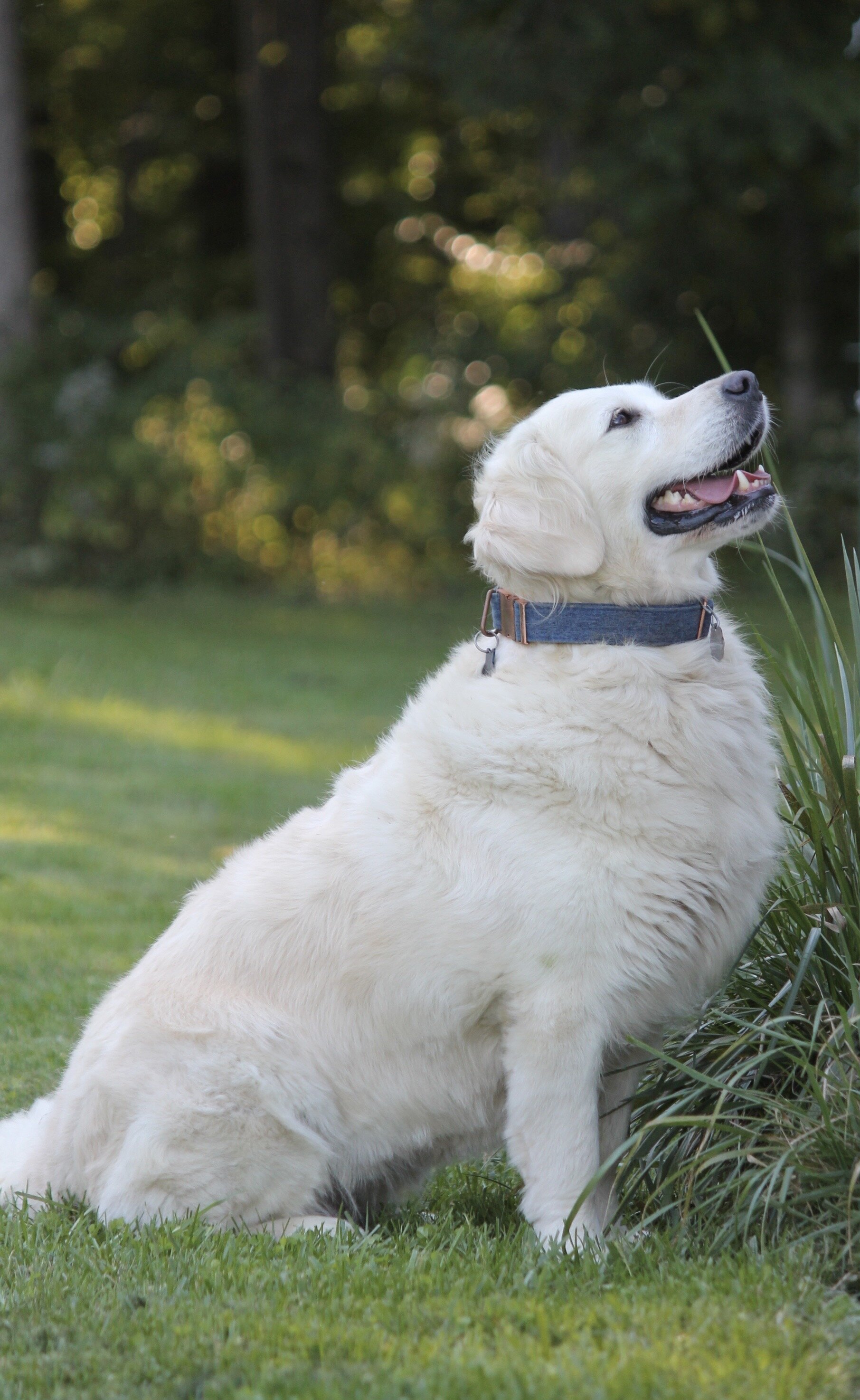 Isabella—AKC Golden Retriever Dog image 1