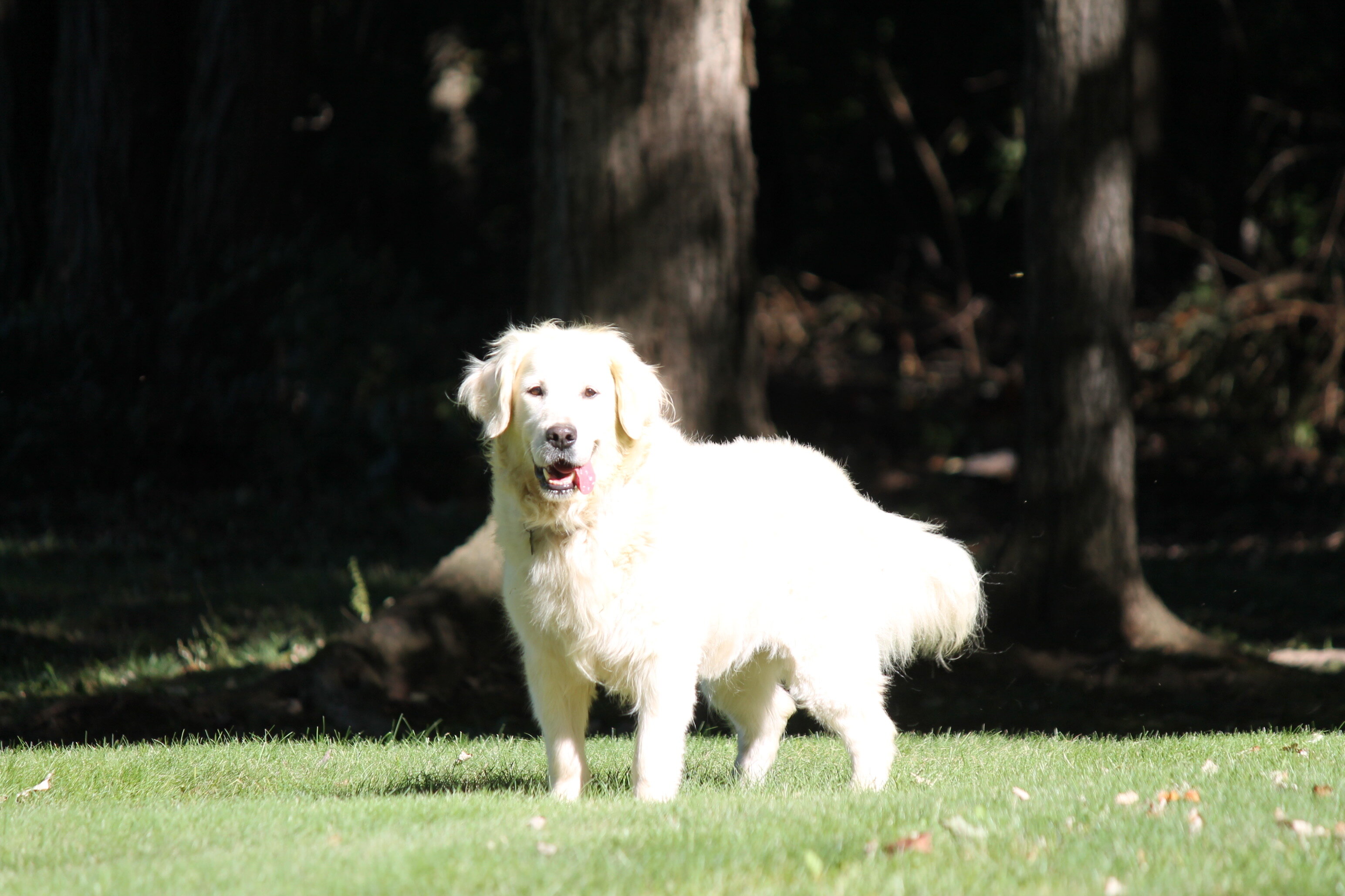 Isabella—AKC Golden Retriever Dog image 3