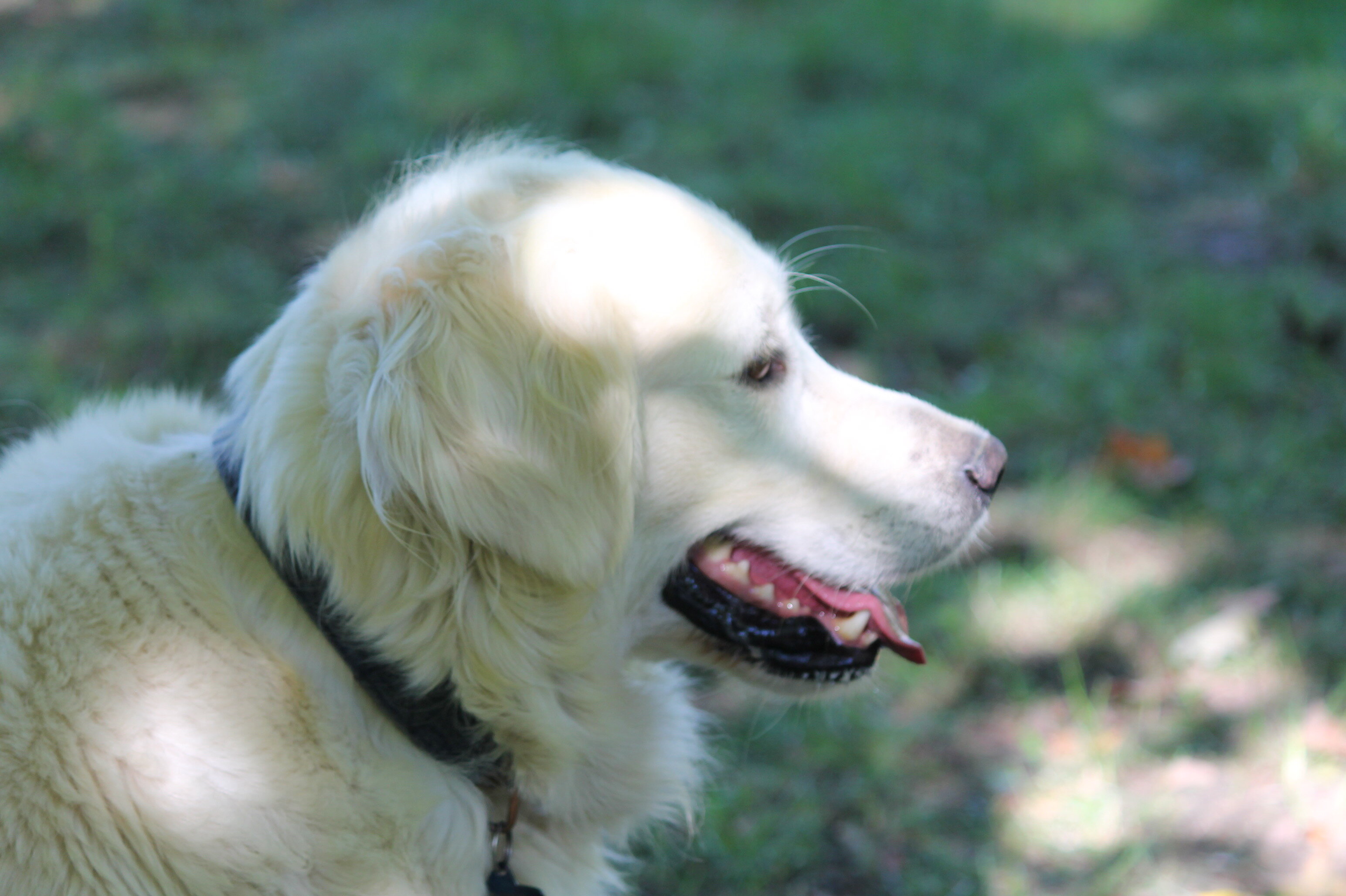 Isabella—AKC Golden Retriever Dog image 4