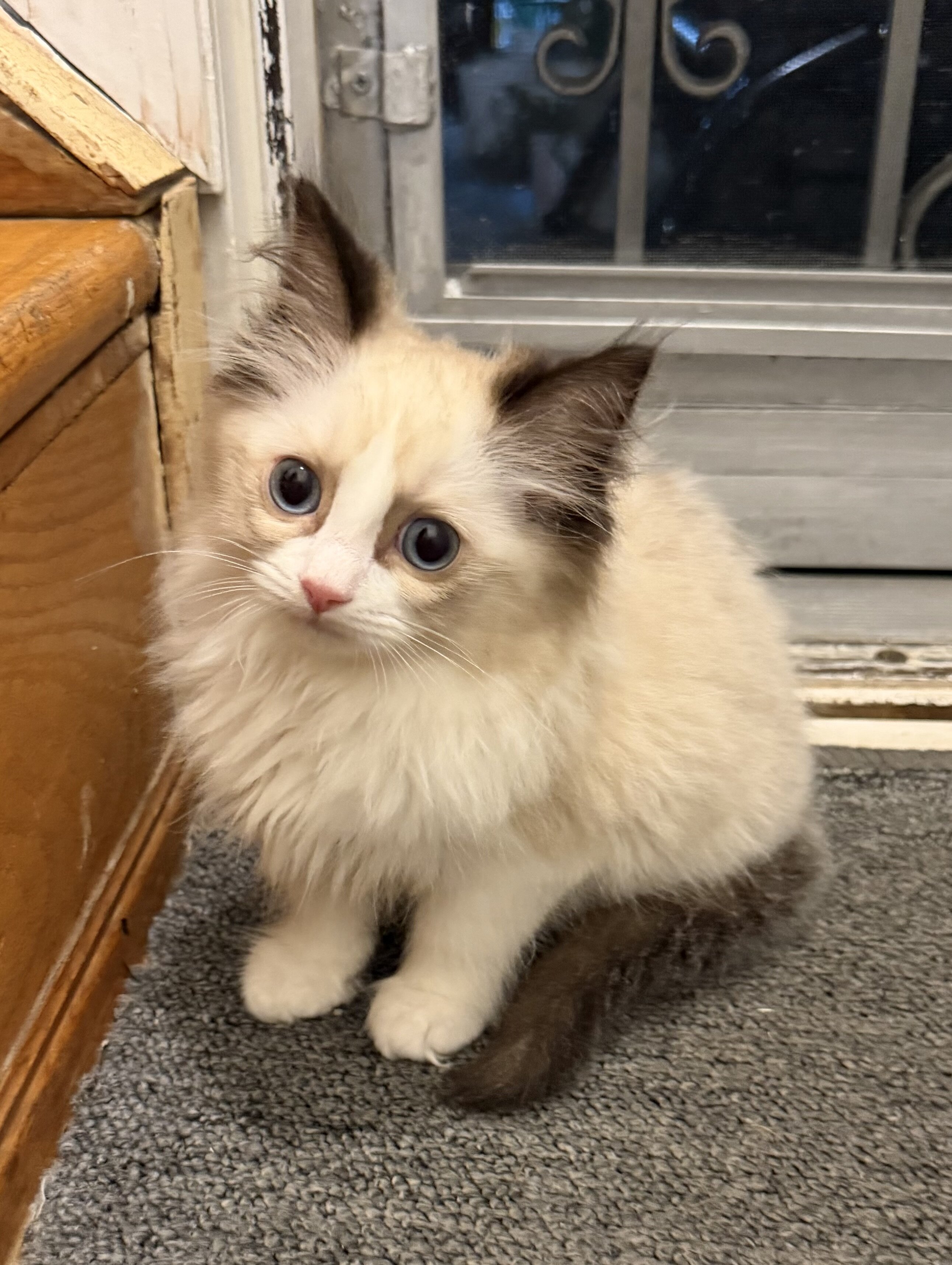 Pure Ragdoll kittens image 1