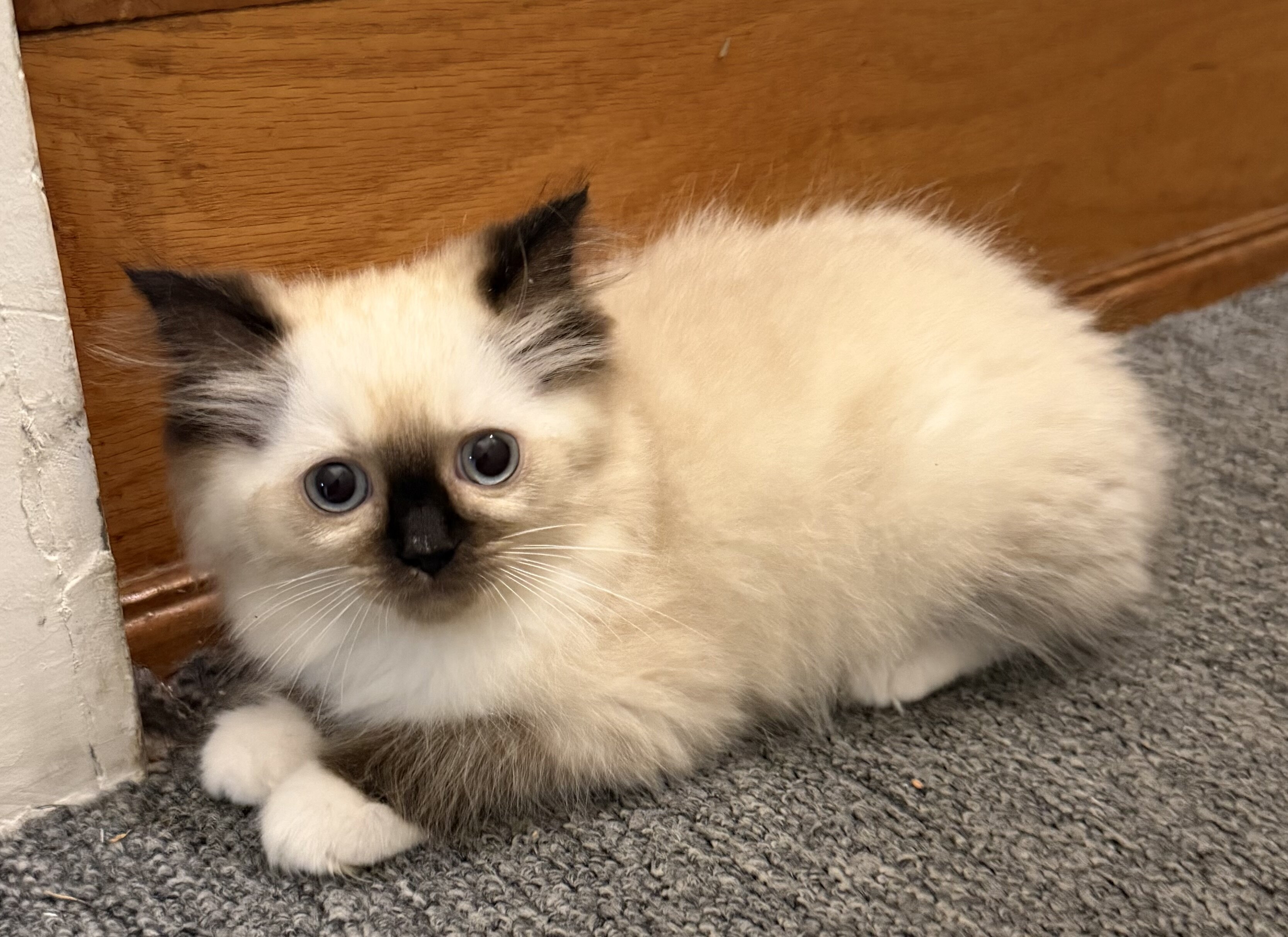 Pure Ragdoll kittens image 2