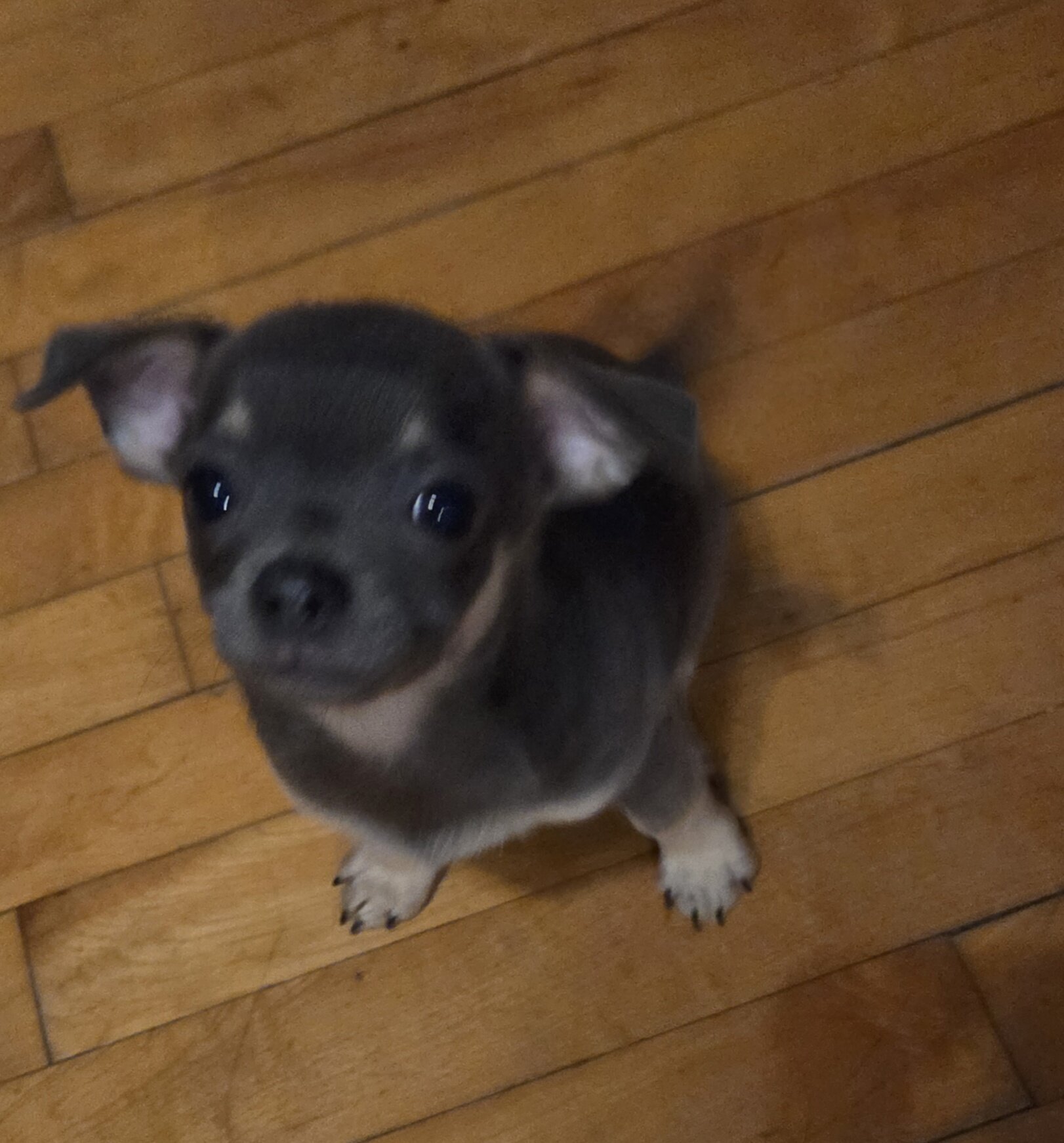 Chihuahua image 4