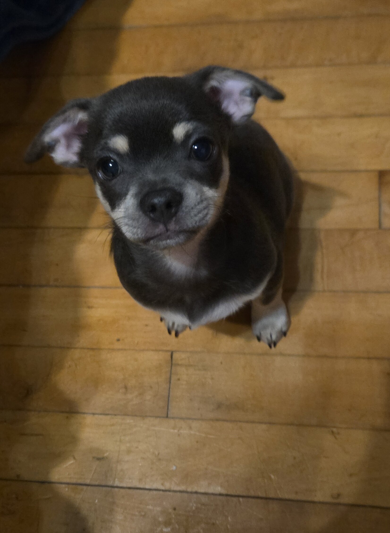 Chihuahua image 1