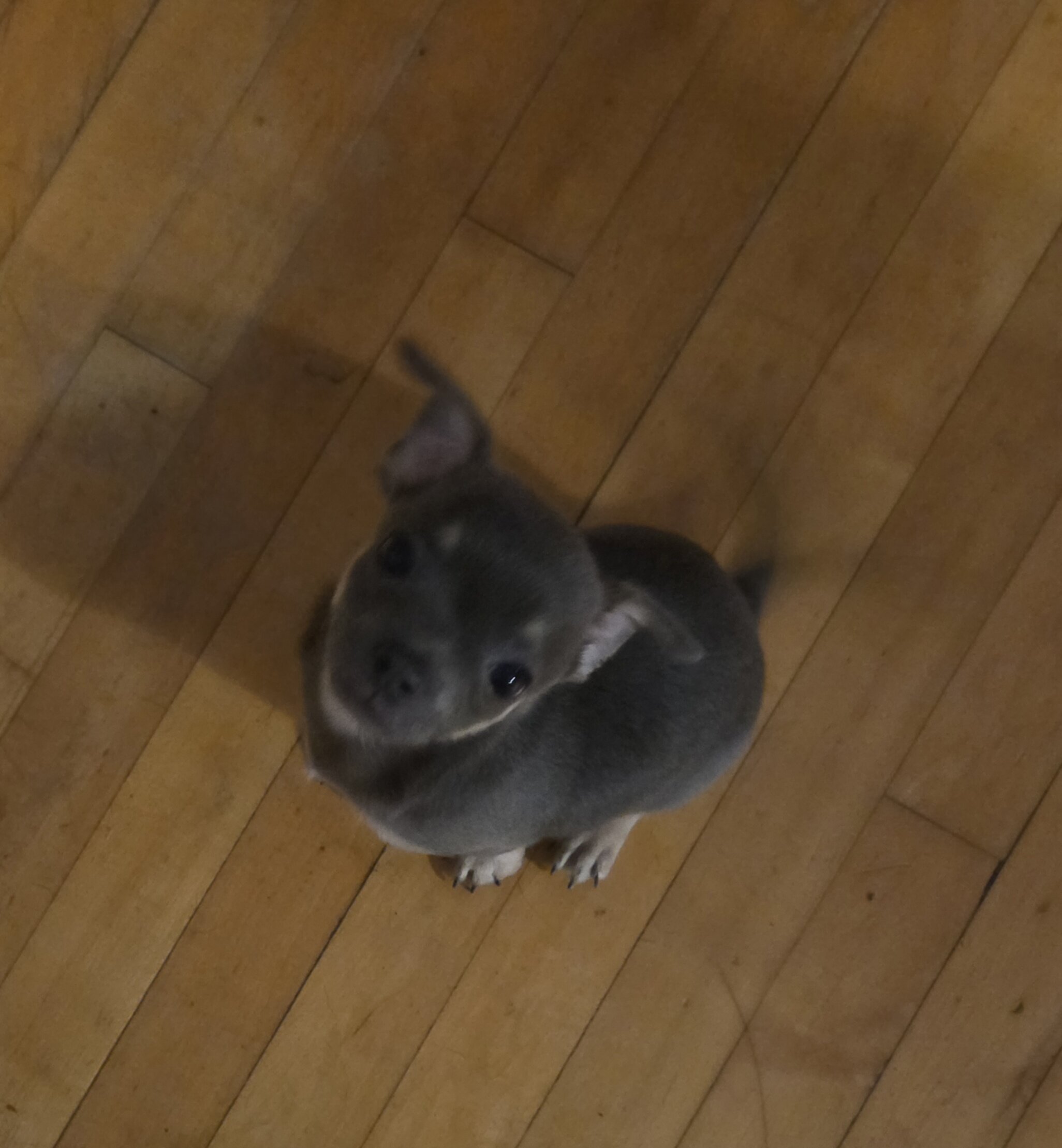 Chihuahua image 2