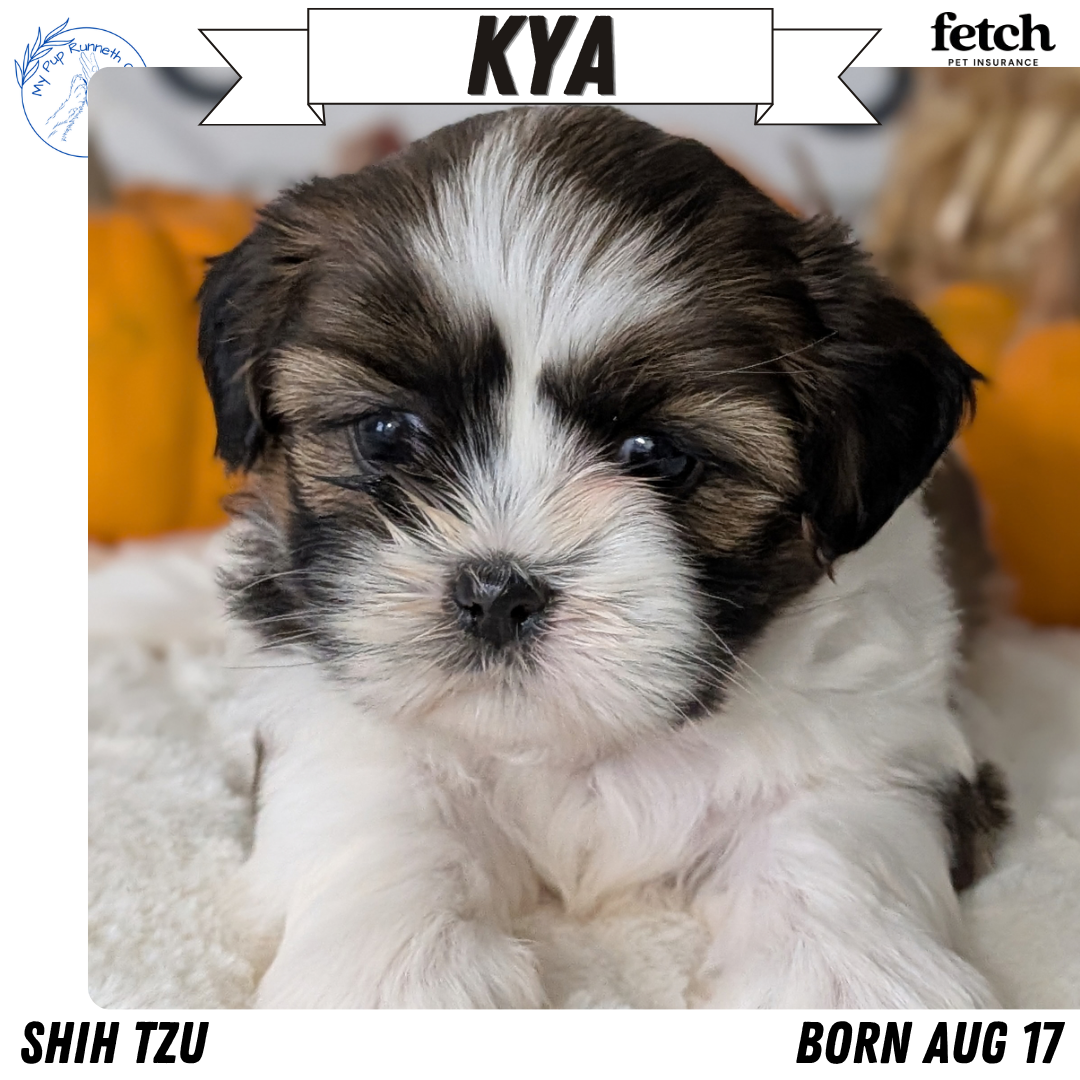 AKC SHIH TZU PUPS image 5