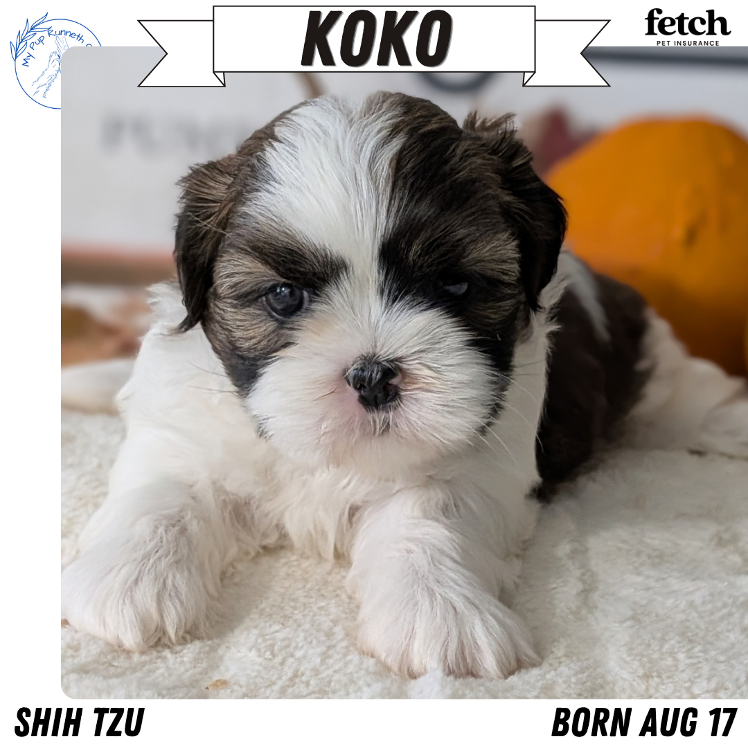AKC SHIH TZU PUPS image 6