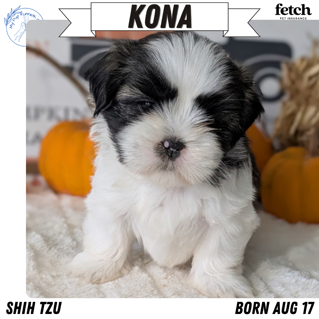 AKC SHIH TZU PUPS image 7