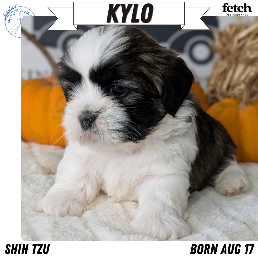 AKC SHIH TZU PUPS image 8