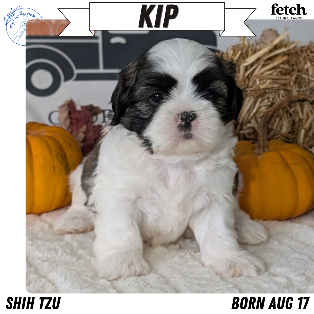 AKC SHIH TZU PUPS image 9