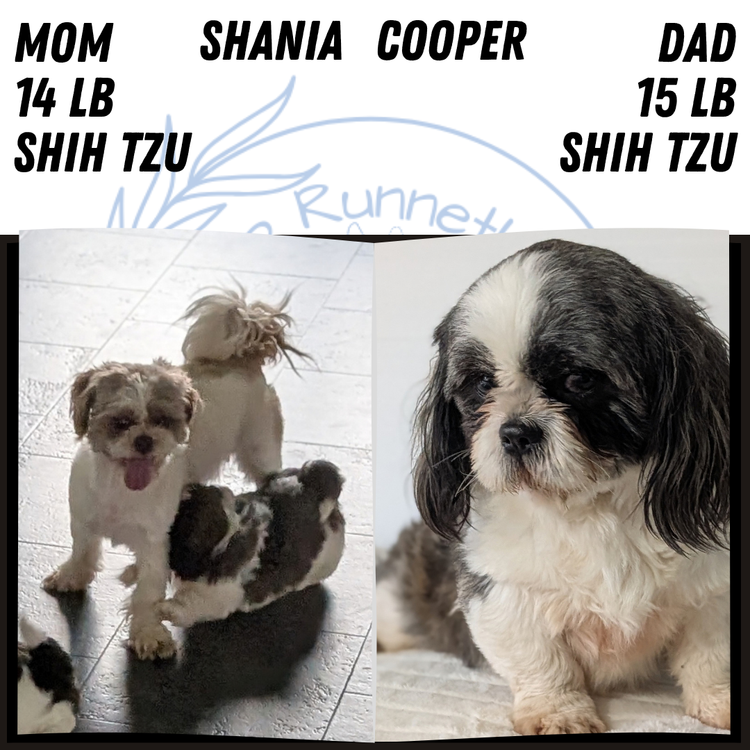 AKC SHIH TZU PUPS image 10