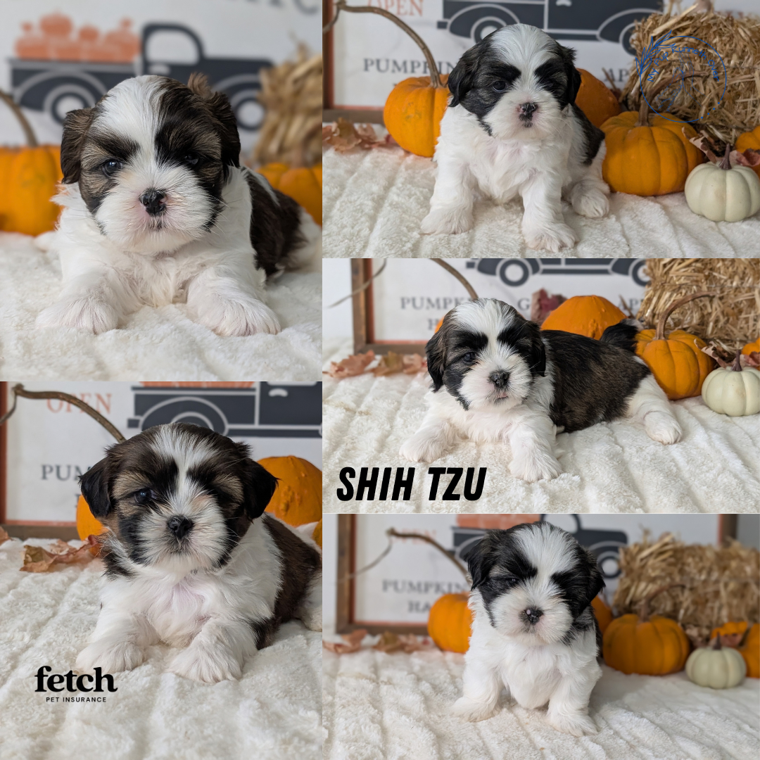 AKC SHIH TZU PUPS image 4