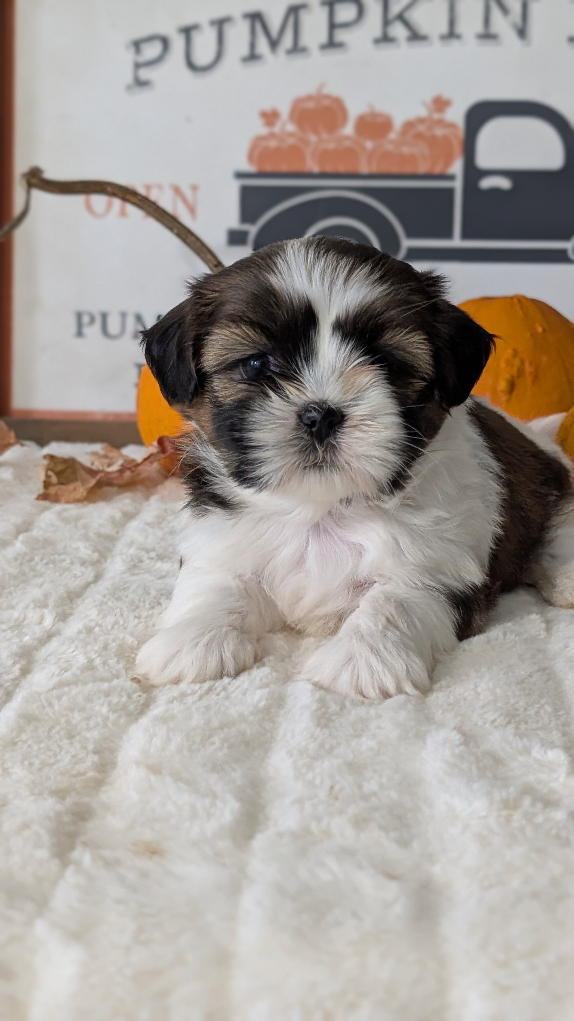 AKC SHIH TZU PUPS image 3