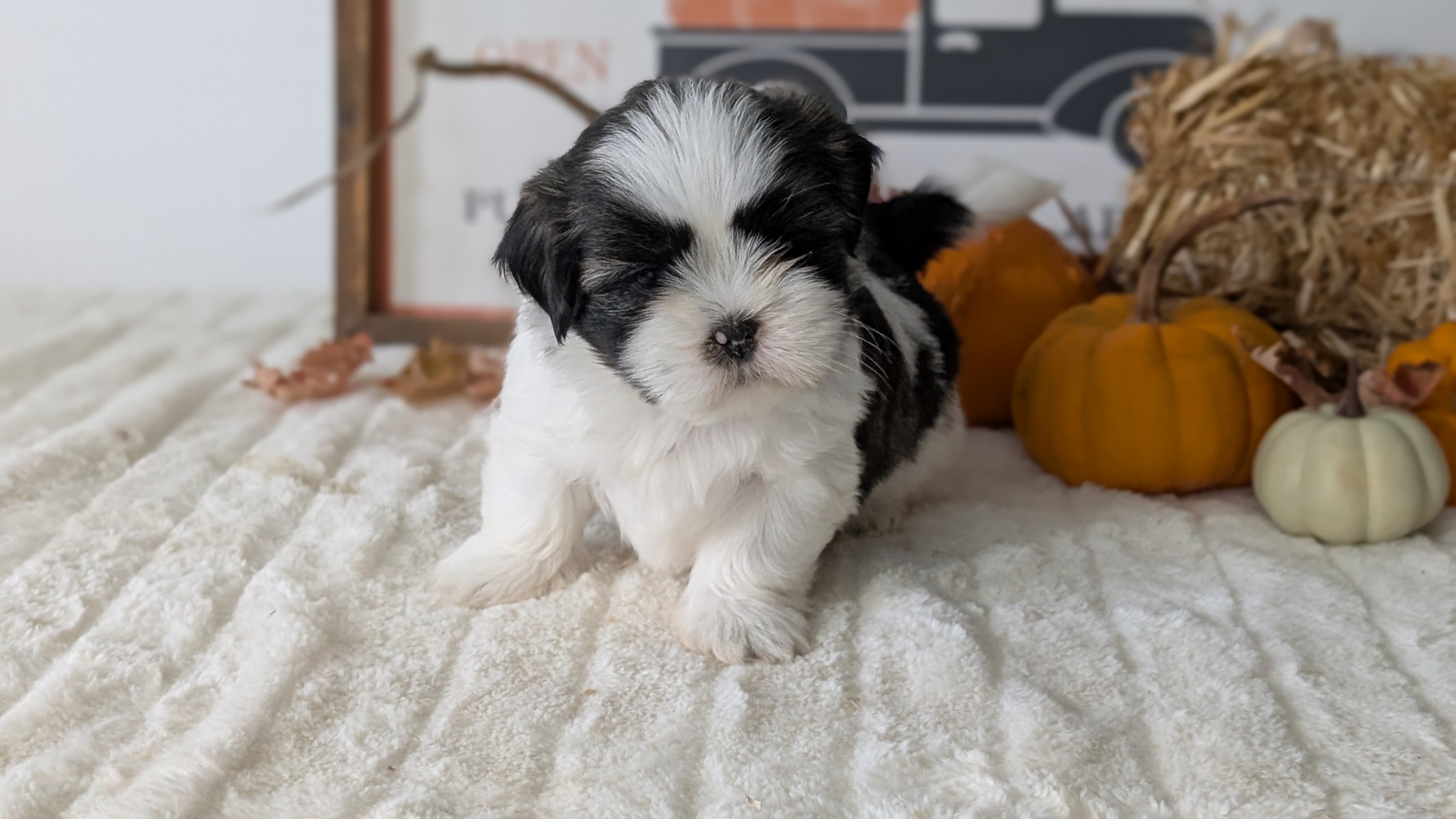 AKC SHIH TZU PUPS image 2