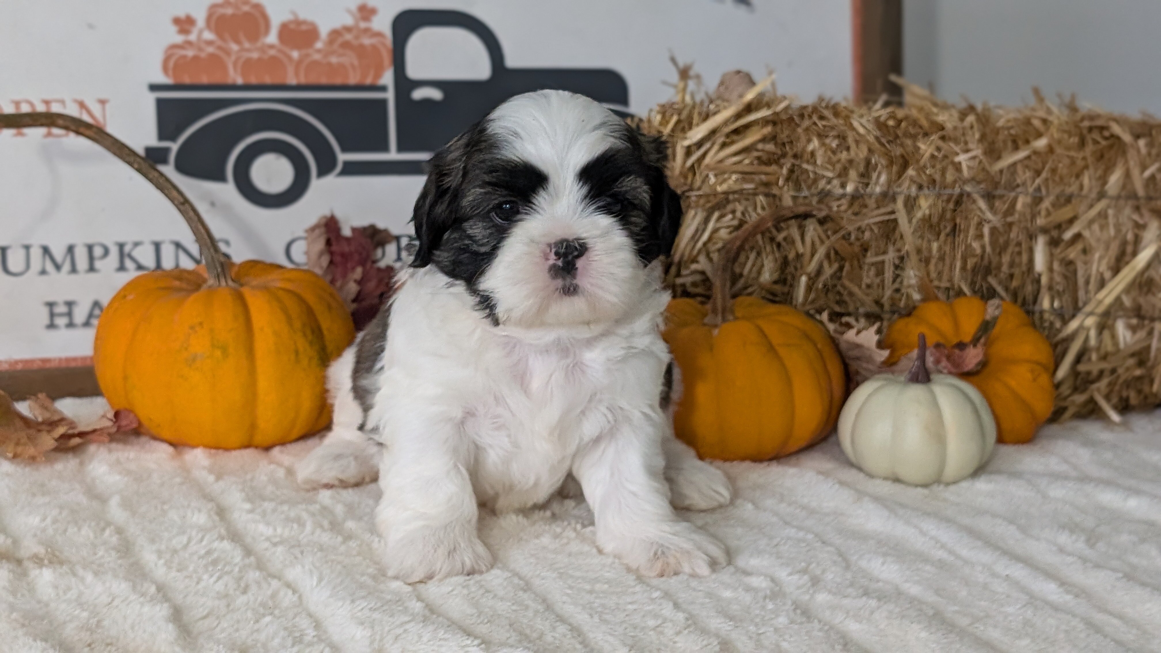 AKC SHIH TZU PUPS image 1