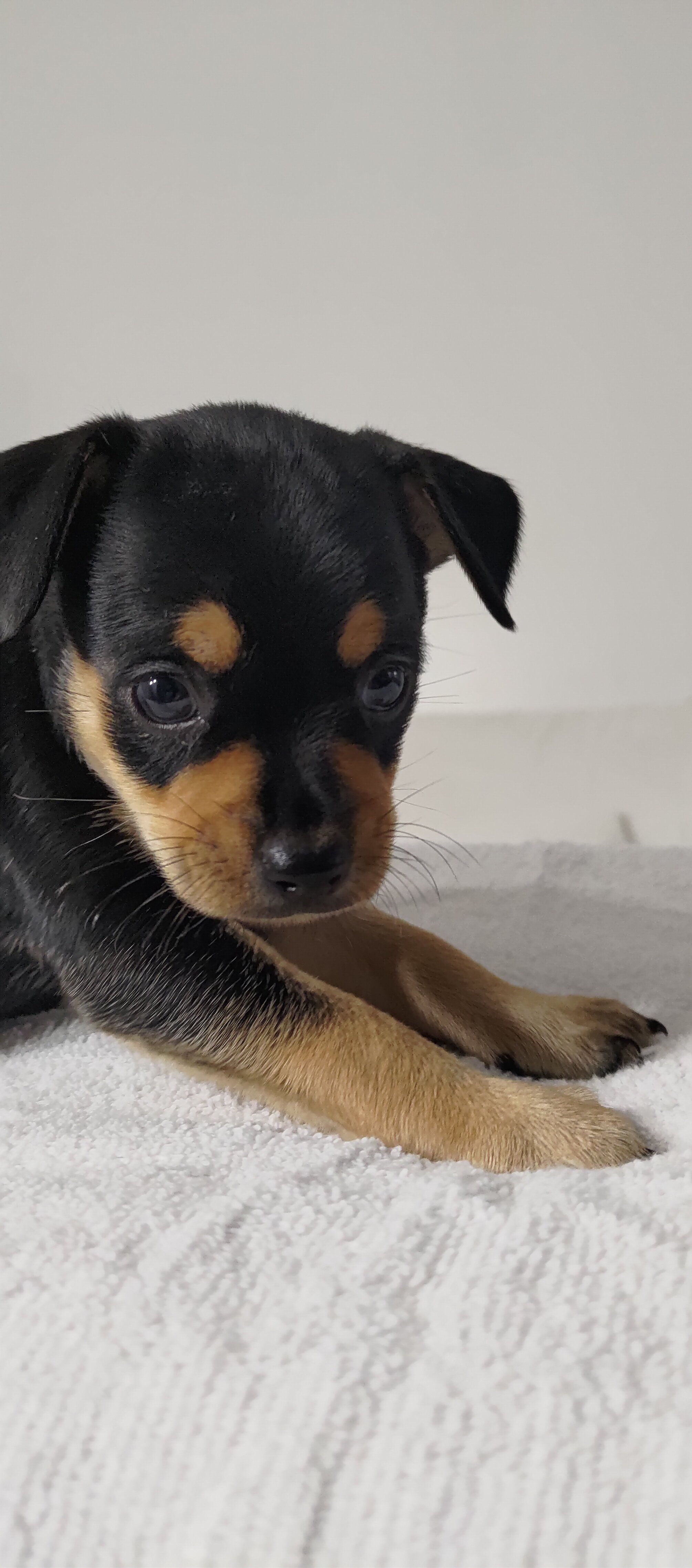Puppies image 1